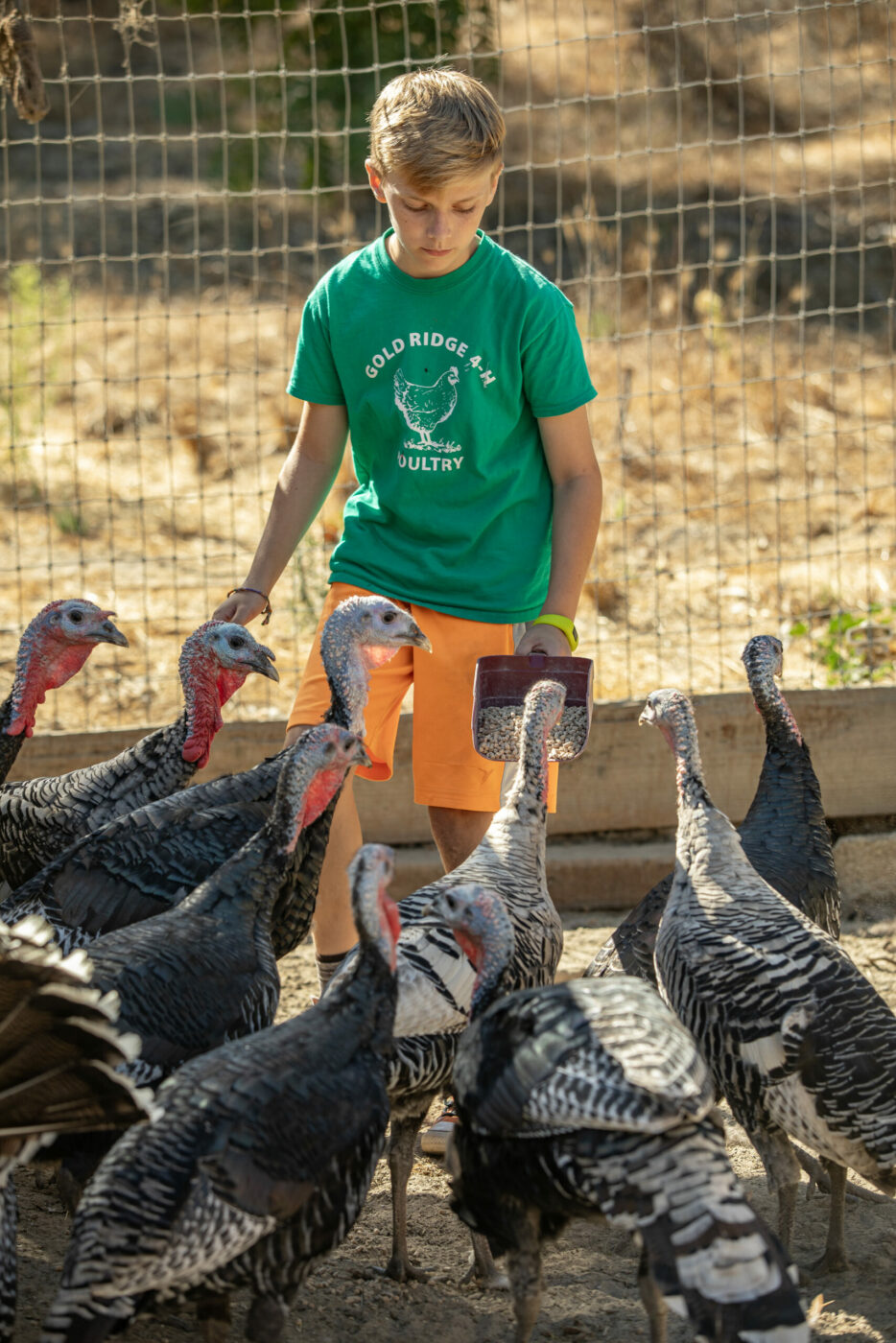 Local students involved in the Heritage Turkey Project learn all aspects of raising poultry, including diet and behavior. (Chad Surmick/The Press Democrat)