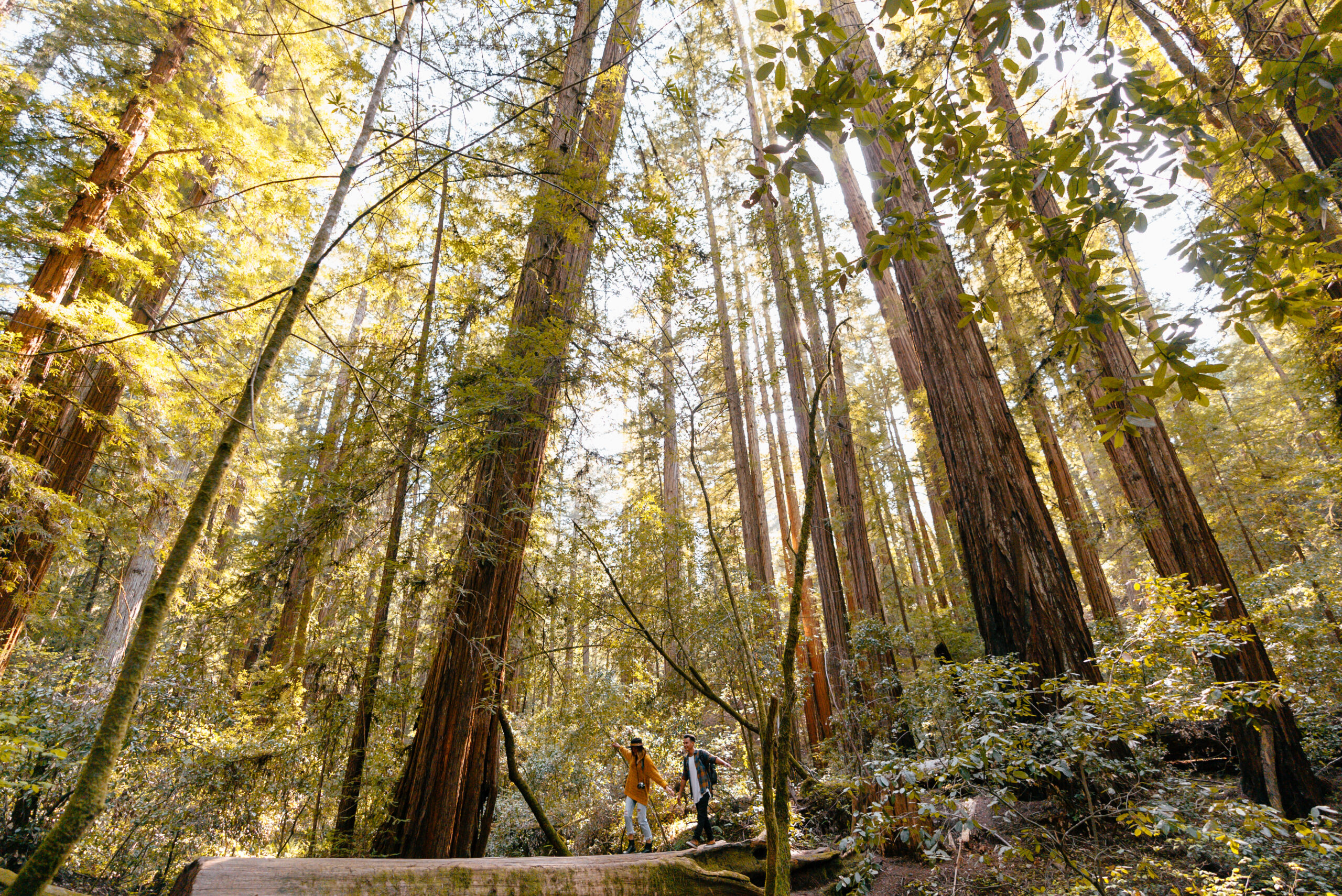 Armstrong Woods in Guerneville