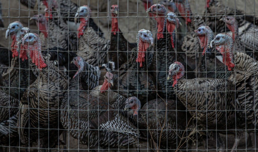 Bronze and Narraganset turkeys crowd the fence at the Bartolomei ranch Healdsburg, Thursday September 21, 2023. (Chad Surmick / The Press Democrat)