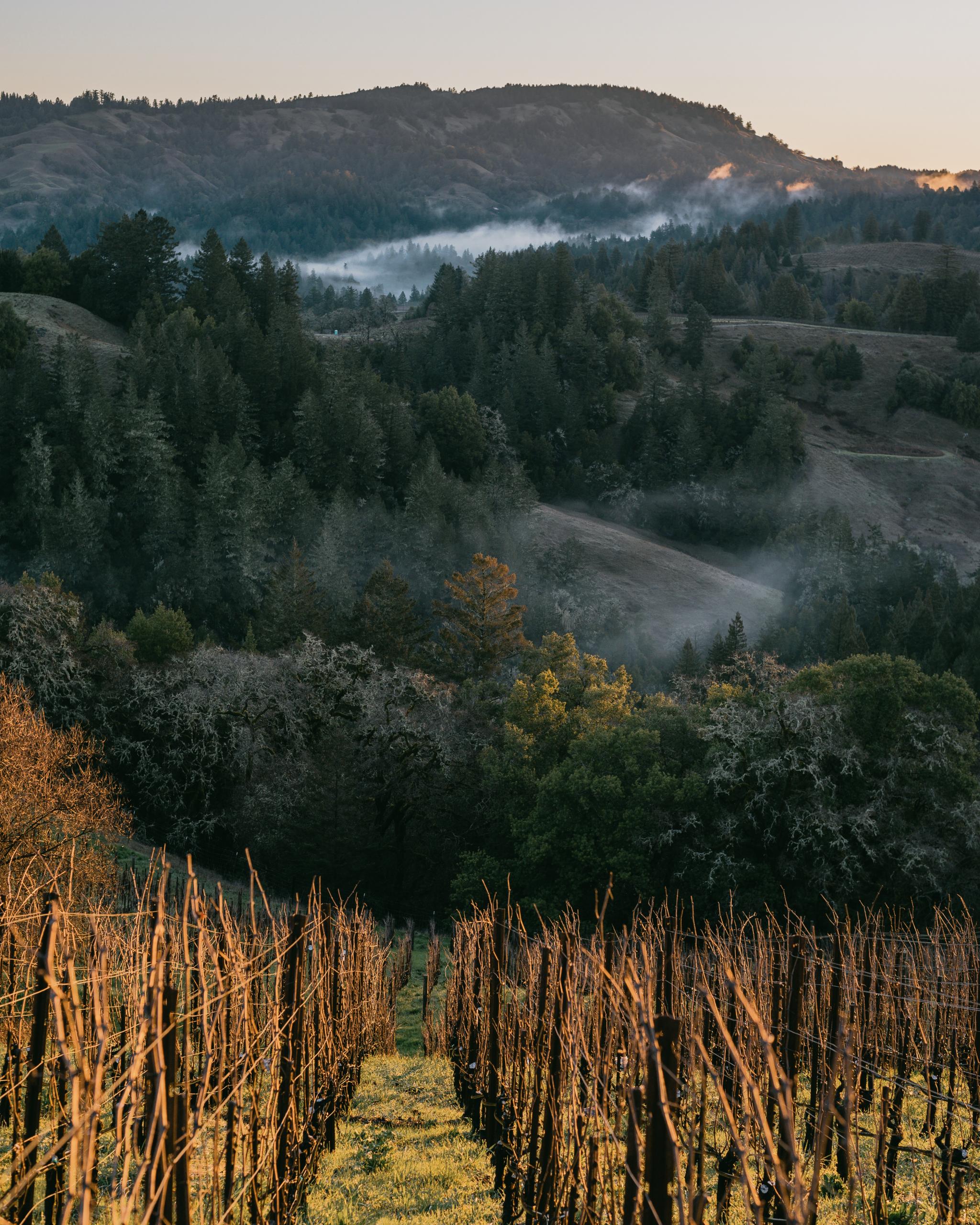 Flowers Vineyards and Winery's Sonoma Coast vineyard in winter. (Sonoma County Tourism)
