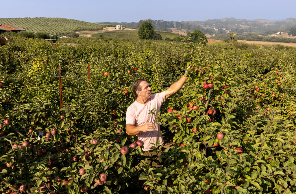 Gold Ridge Organic Farms owner Brooke Hazen focuses on antique heirloom apples like Hoople’s Antique Gold, Red Gravensteins, Hudson’s Golden Gem, Ashmeads Kernel and Cox Orange Pippin along with many more on the Sebastopol property. Photo taken Wednesday, Aug. 30, 2023. (John Burgess / The Press Democrat)