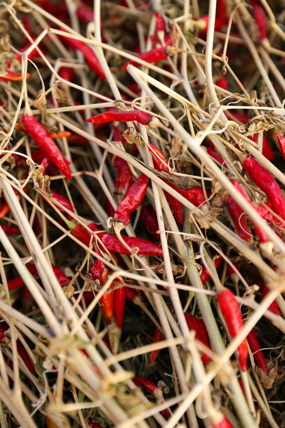 Chilis dry at Winter Sister Farm in Sebastopol on Monday, November 20, 2023. (Christopher Chung/The Press Democrat)