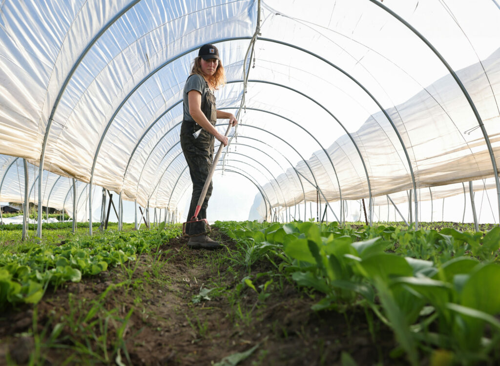 Sarah Dozor weeds between rows of lettuce and bok choy at Winter Sister Farm in Sebastopol on Monday, November 20, 2023. (Christopher Chung/The Press Democrat)