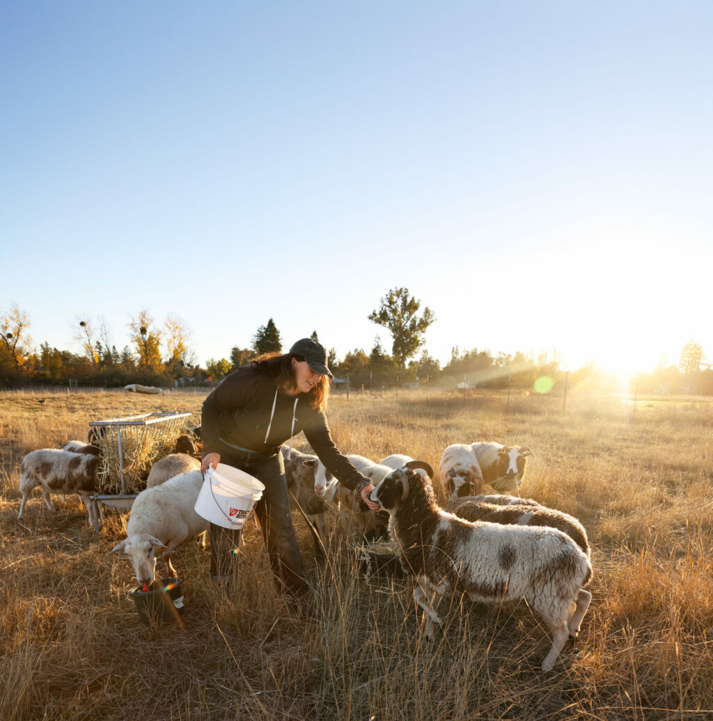 Anna Dozor feeds the sheep at Winter Sister Farm in Sebastopol on Monday, November 20, 2023. (Christopher Chung/The Press Democrat)