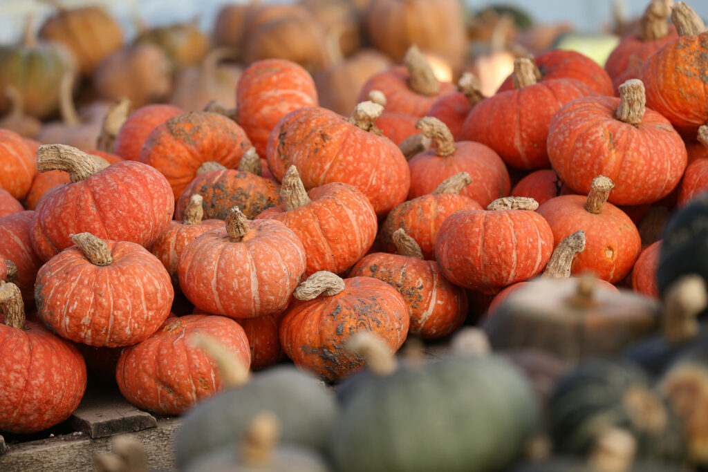 Varieties of squash left to dry at Winter Sister Farm in Sebastopol on Monday, November 20, 2023. (Christopher Chung/The Press Democrat)