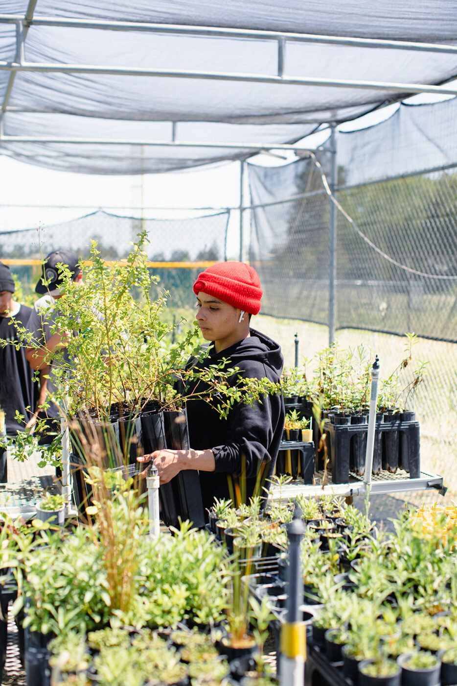 In the plant nursery at Petaluma's Casa Grande High School, students team up with researchers from Point Blue Conservation Science to raise native plants for restoration projects, including one at nearby Tolay Lake Regional Park. Students gain hands-on experience in germinating the seeds of different types of grasses and shrubs and learn how researchers use stands of native plants to sequester carbon. (Eileen Roche/For Sonoma Magazine)