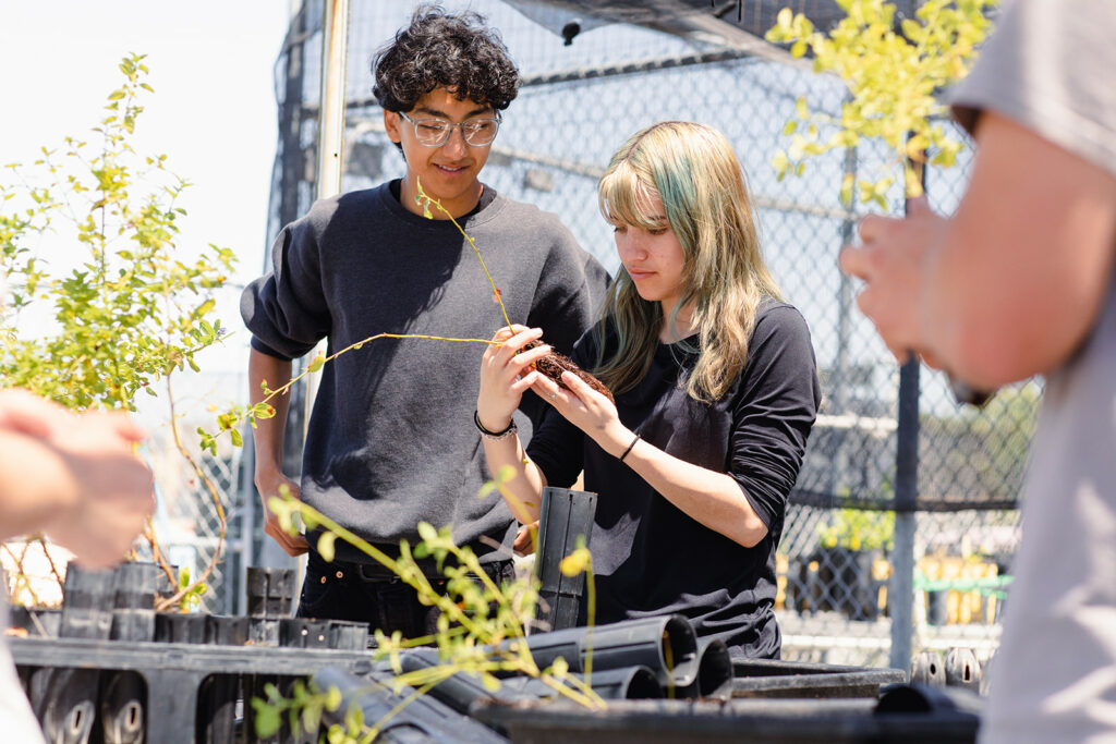 In the plant nursery at Petaluma's Casa Grande High School, students team up with researchers from Point Blue Conservation Science to raise native plants for restoration projects, including one at nearby Tolay Lake Regional Park. Students gain hands-on experience in germinating the seeds of different types of grasses and shrubs and learn how researchers use stands of native plants to sequester carbon. (Eileen Roche/For Sonoma Magazine)