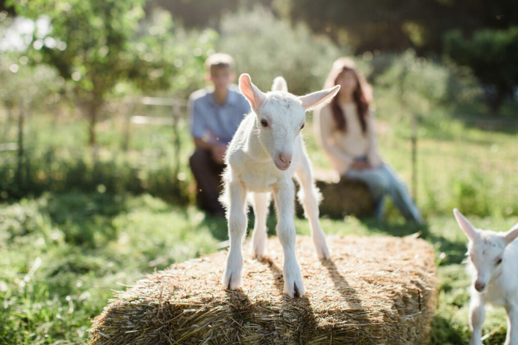 Redwood Hill Farm