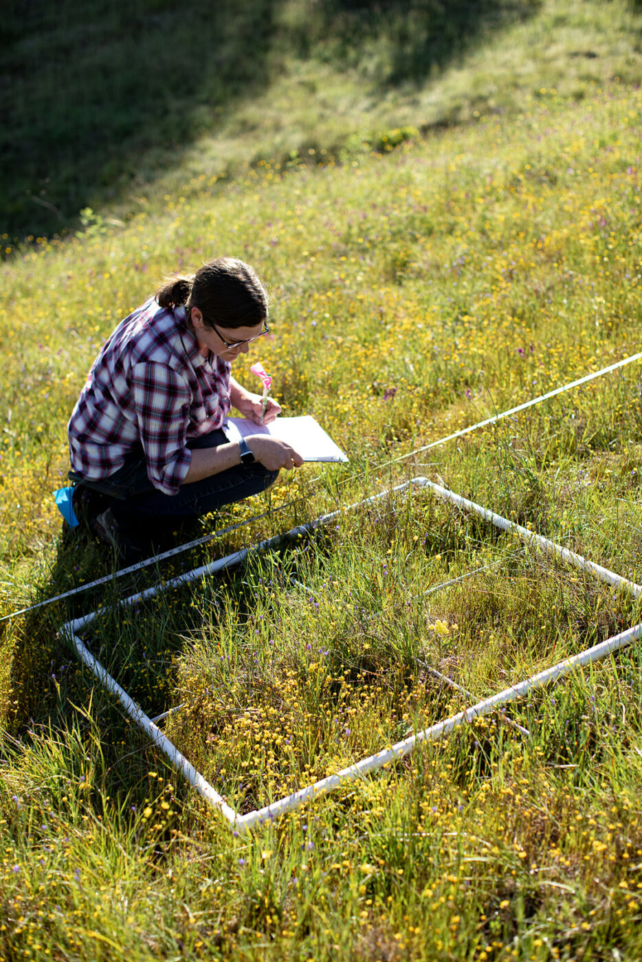 Ecologist Michelle Halbur kneels beside a one-meter square quadrat, which she uses to document the distribution of grassland plants. Halbur has been visting the exact same grassland study sites each spring for the past 13 years. (Eileen Roche/For Sonoma Magazine)