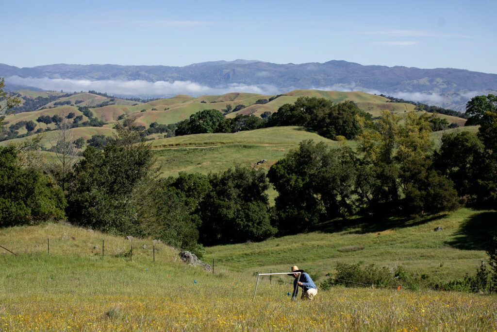 At Pepperwood Preserve, scientists lay down white-tubed “quadrats” and measure the percentage of cover of native perennial grasses, invasive exotic annuals and wildflowers. (Eileen Roche/For Sonoma Magazine)