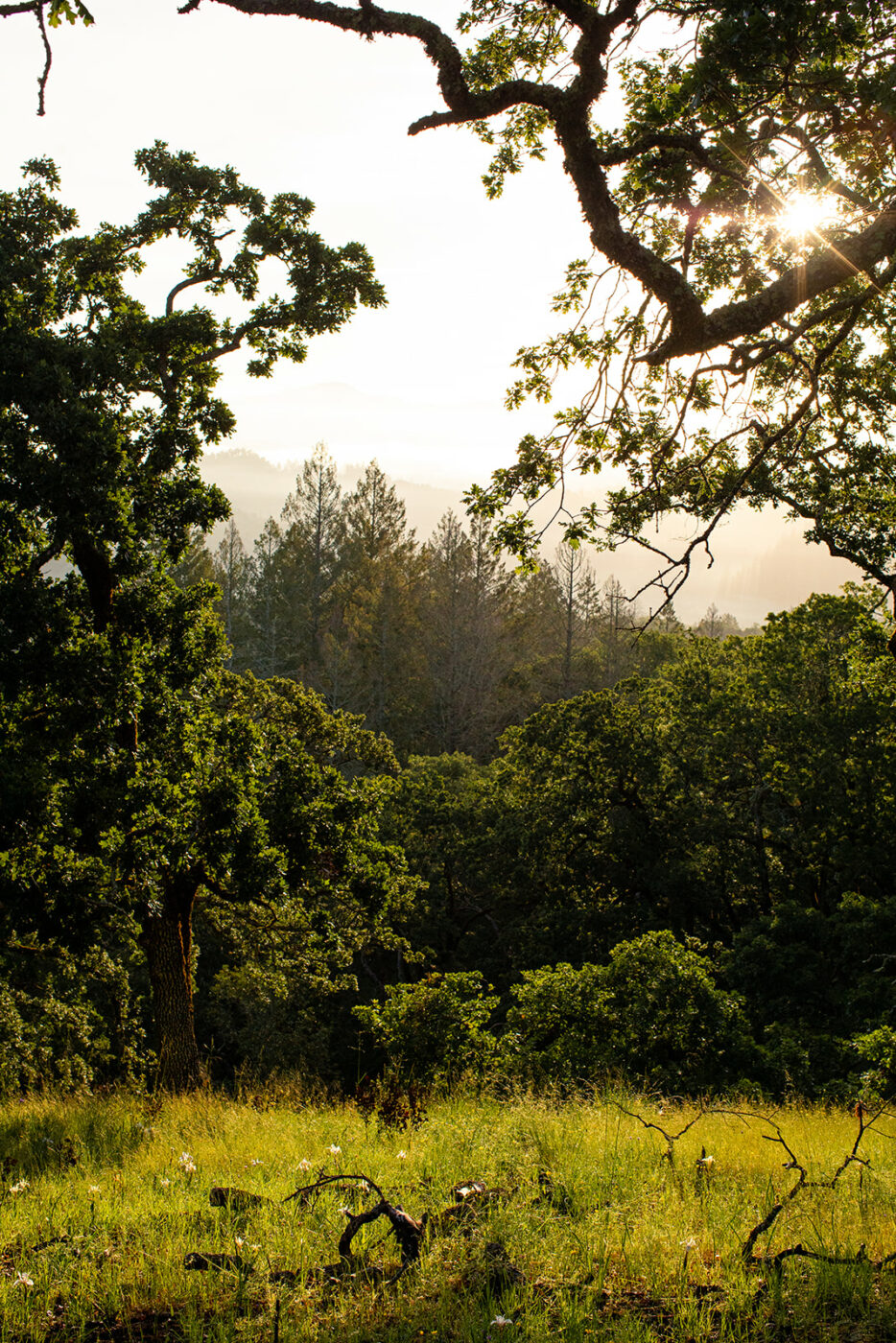 Each year, as more extreme weather extreme weather conditions impact conditions impact the land, one of of The questions q uestions researchers hope researchers hope to answer is, answer WI p lant s How Willthe plants animals respond? But in the same breath, they also Willour community respond? And animals resp Ond? BU in same breath, they also want to know, how Willour community respond?