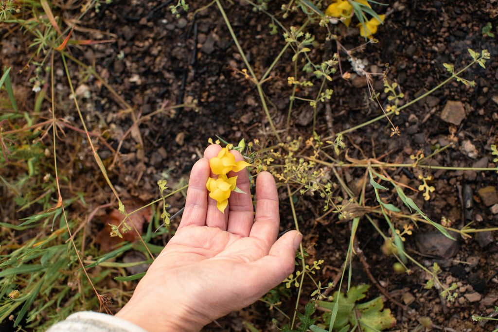 Scientists measure the percentage of cover of native perennial grasses (California oatgrass, blue wildrye), invasive exotic annuals (barbed goatgrass, ripgut grass) and wildflowers (buttercups, native clover). (Eileen Roche/For Sonoma Magazine)