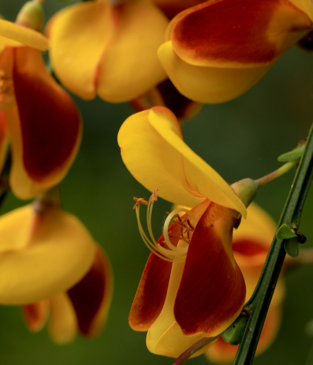 Scotch broom blooms, Tuesday, May 14, 2019 at Western Hills Garden in Occidental. (Kent Porter / Press Democrat) 2019