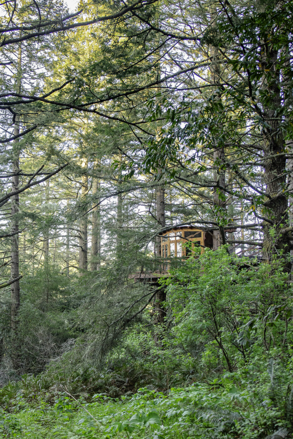 Salmon Creek Ranch treehouse