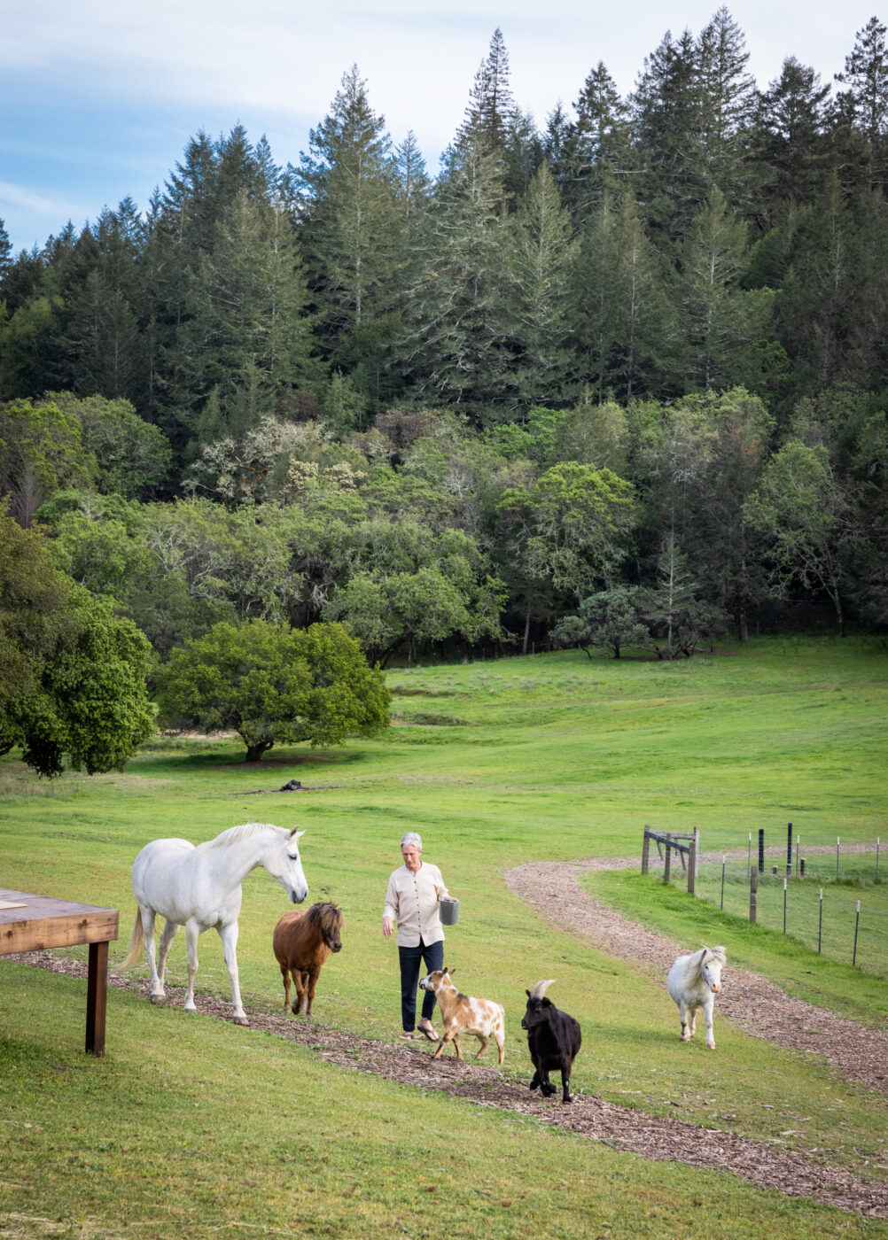 Spend time with animals at New Tree Ranch in Healdsburg. (New Tree Ranch)