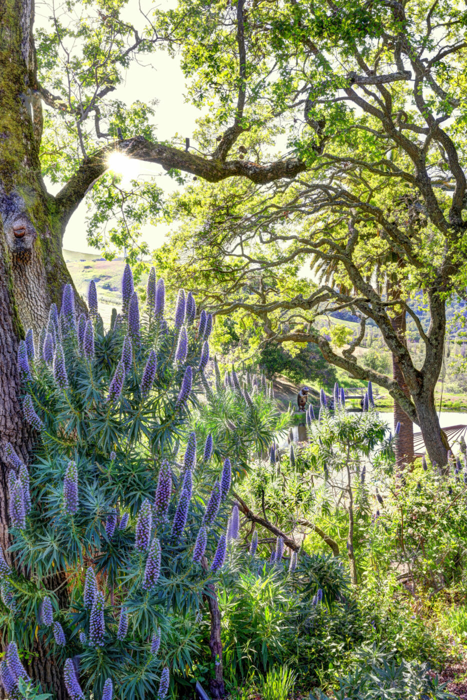 Spring sunshine filters through the trees at McEvoy Ranch in Petaluma. (McEvoy Ranch)