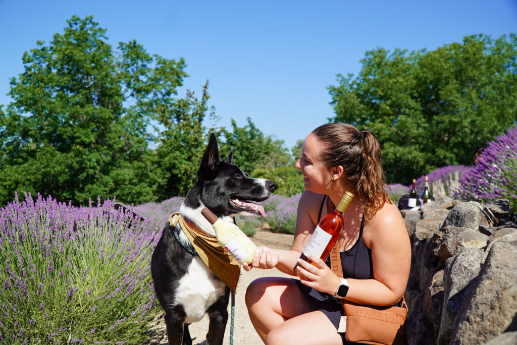 Matanzas Creek Winery’s third-annual dog day celebration returns Aug. 31 for an afternoon of woofs and wine. (Matanzas Creek Winery)