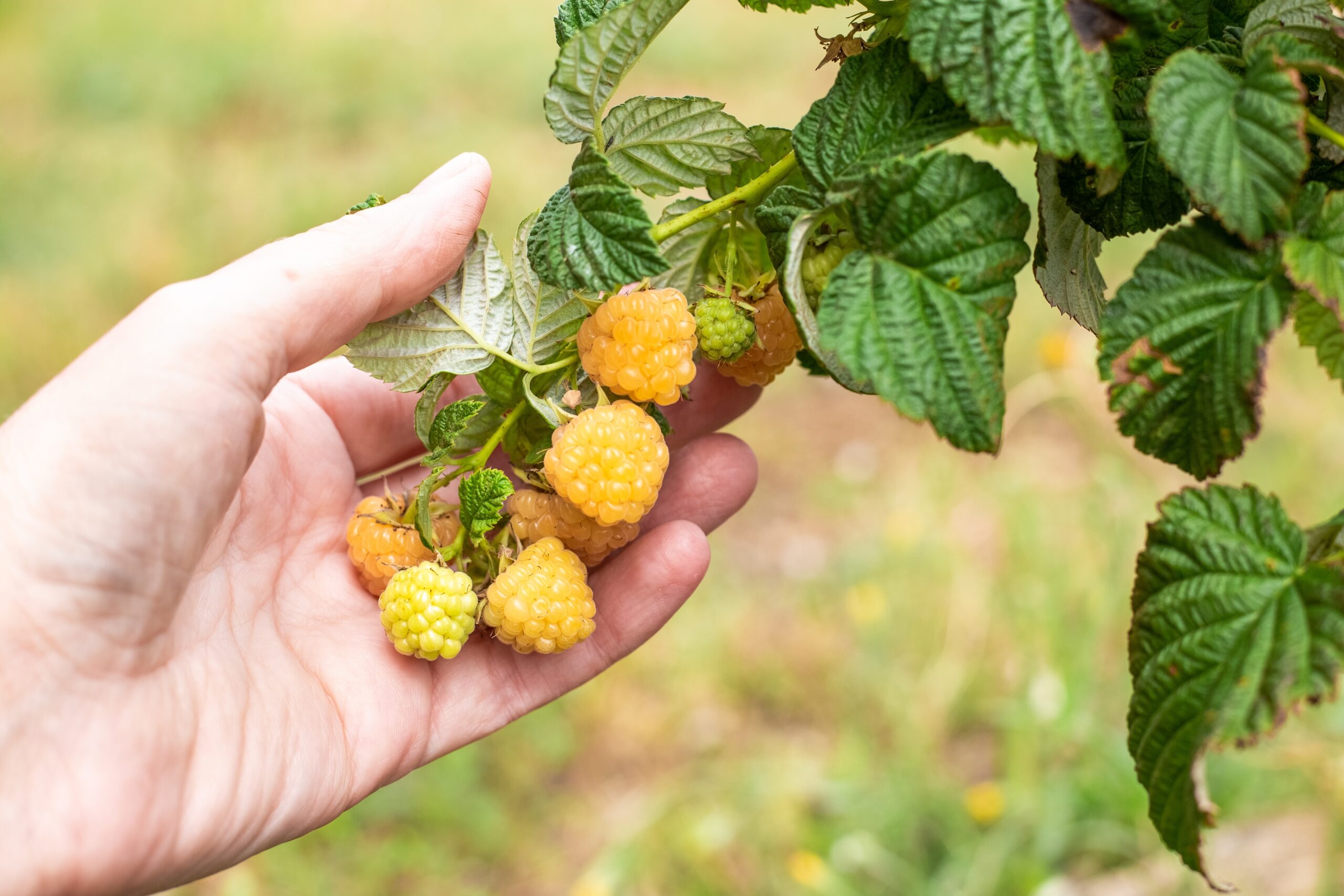 Liven up Summer Lemonade With Sonoma's Golden Raspberries - Sonoma Magazine, image size:2560x1707