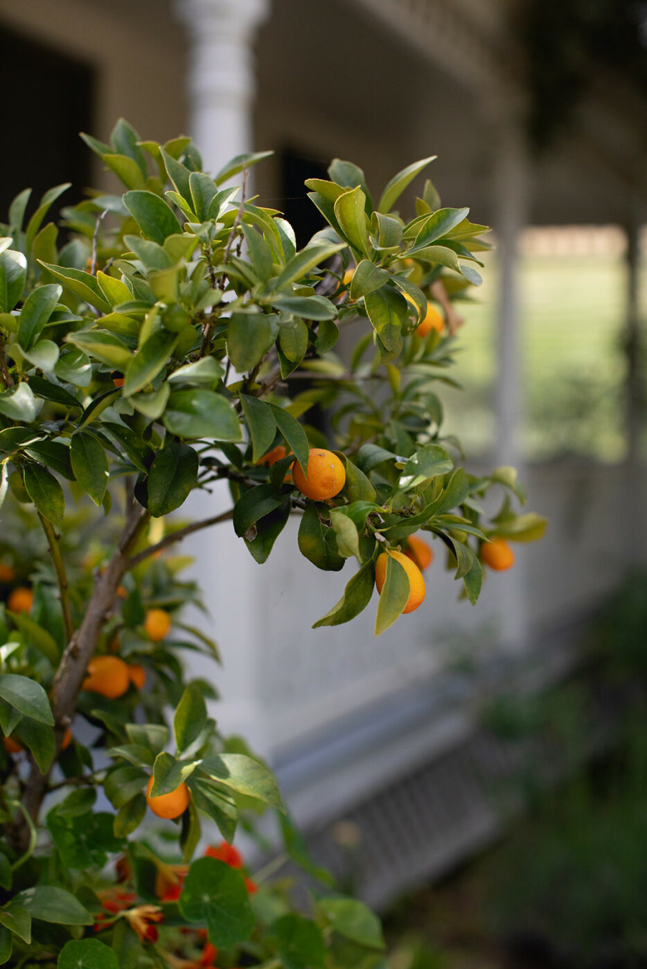 nectarine tree