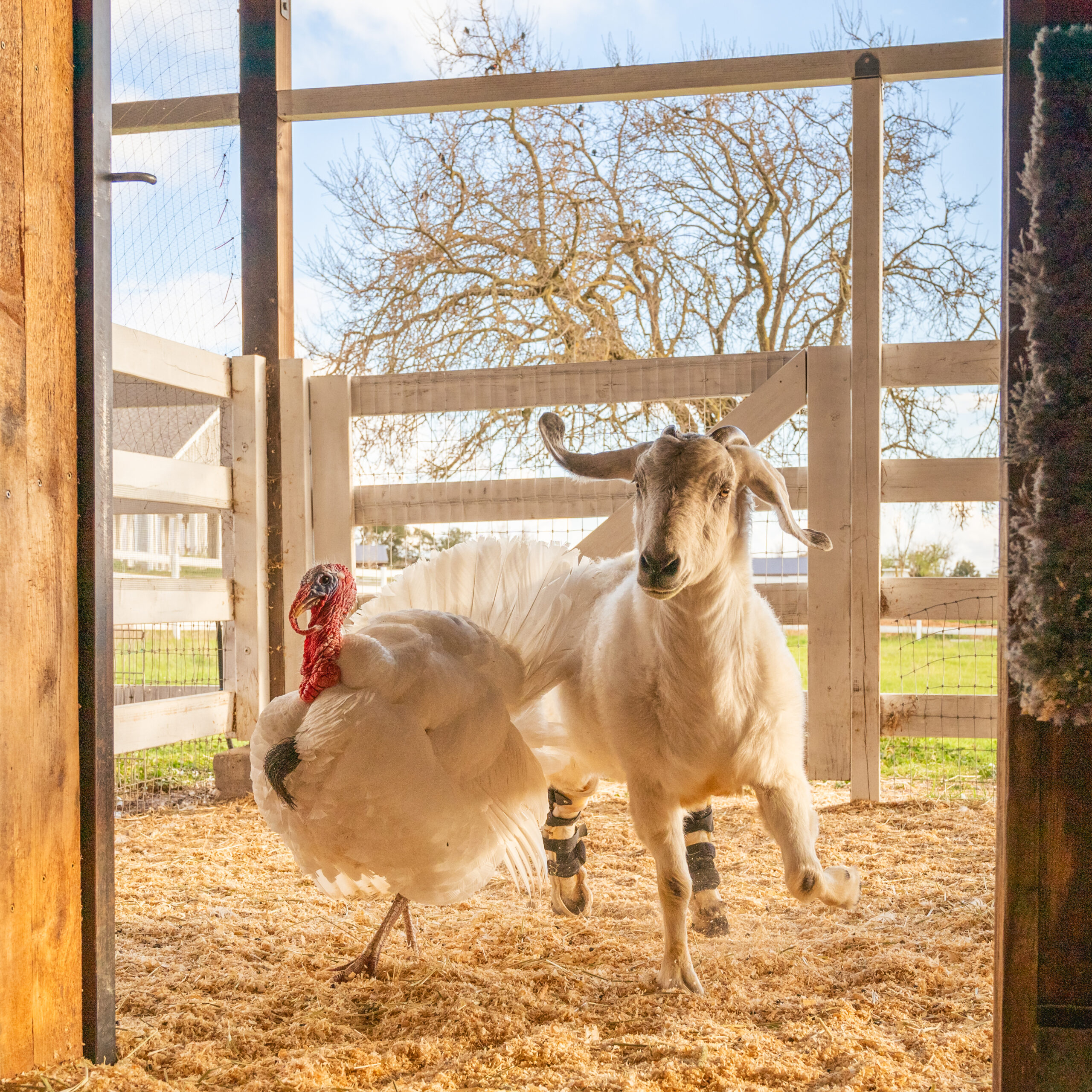 The misfit crew at Charlie’s Acres is made up of two goats, Espy and Zipper; two turkeys, Hombre and Tim, and Seymour the 15-pound rooster. Pictured is Hombre and Espy at the animal sanctuary off Napa Road in Sonoma. (Photo by Gustavo Perez)