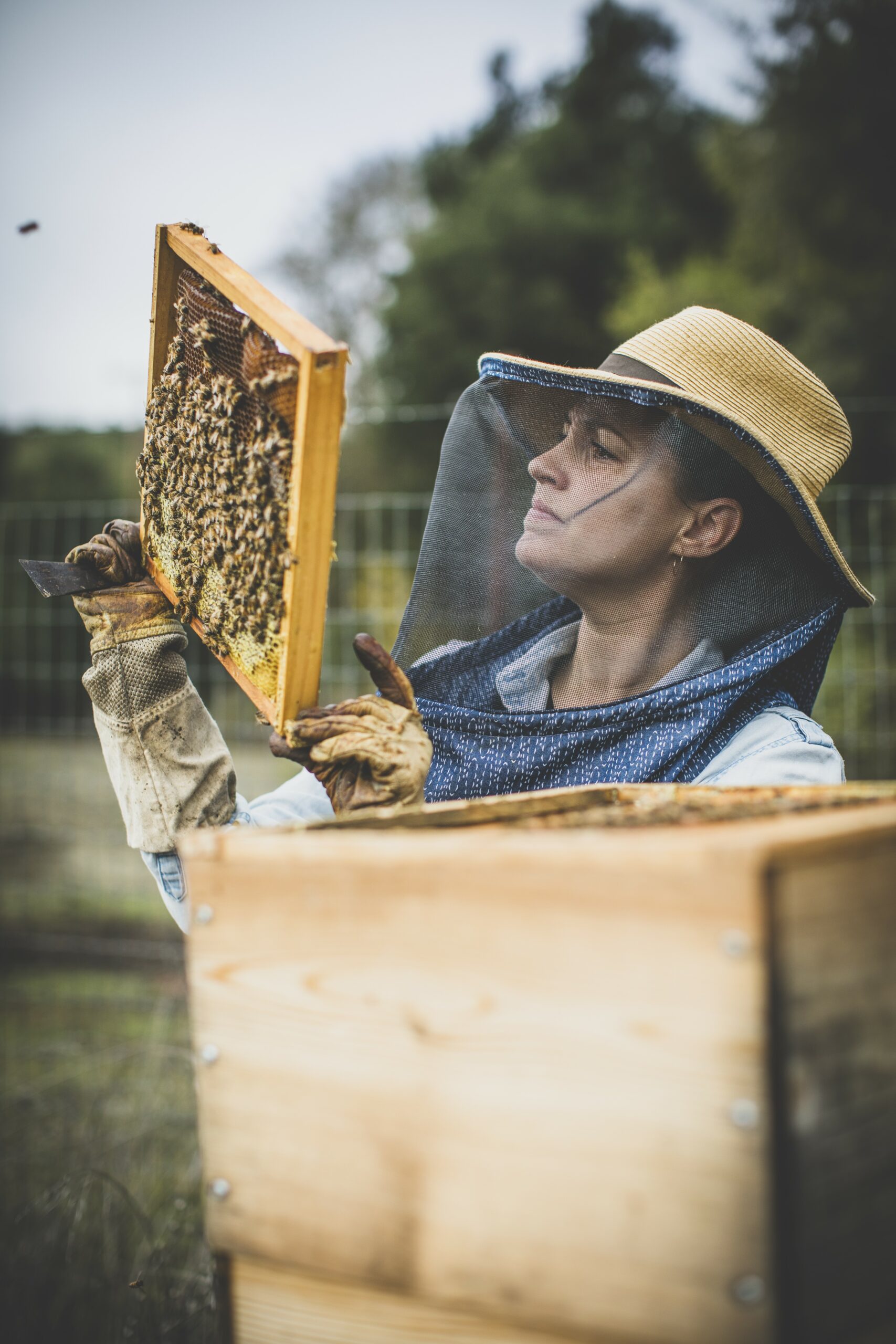 Candice Koseba, Sonoma County Bee Company owner, checks on the hives. 