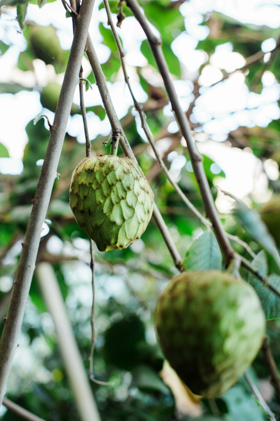 rare fruit