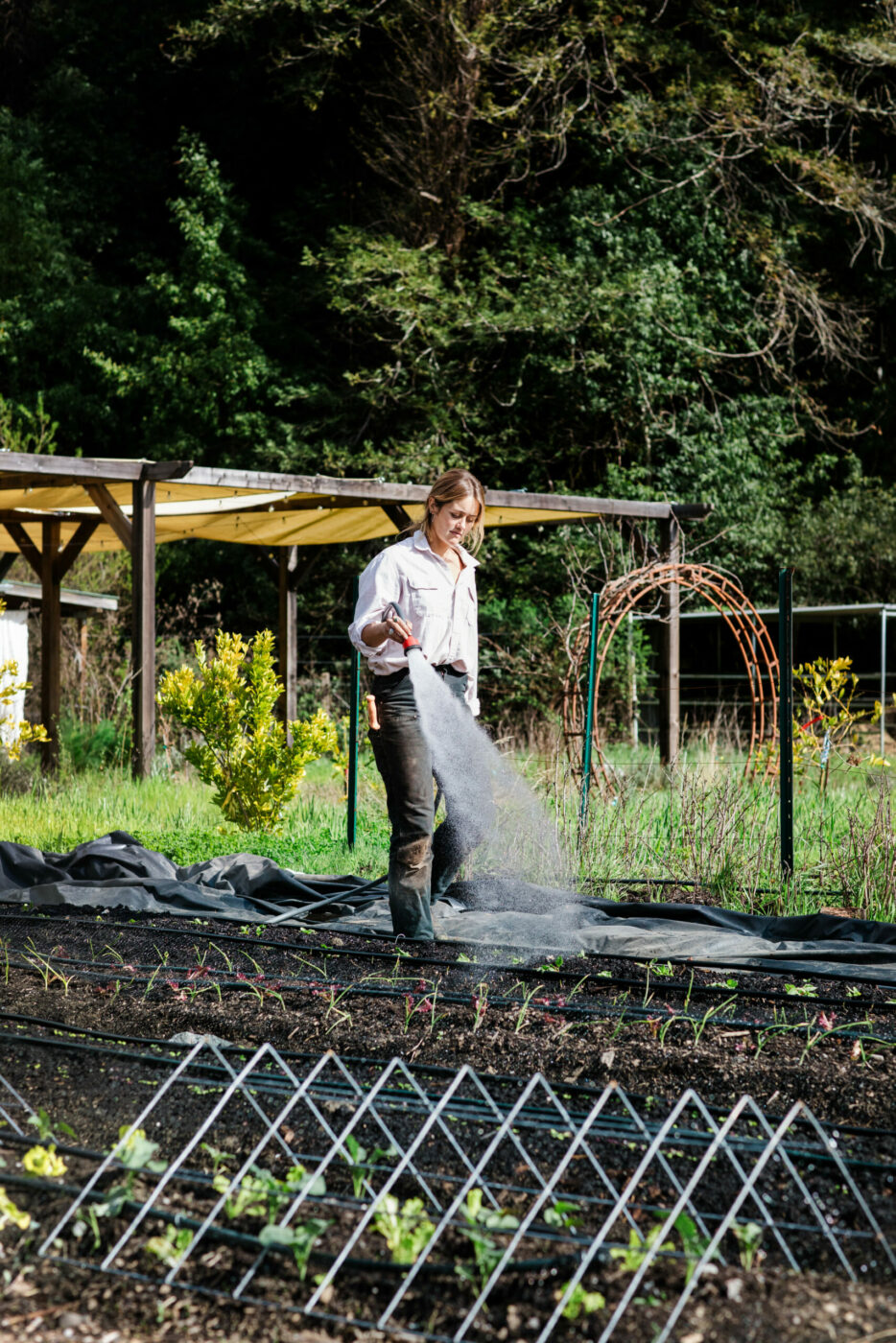 Solar Punk Farms