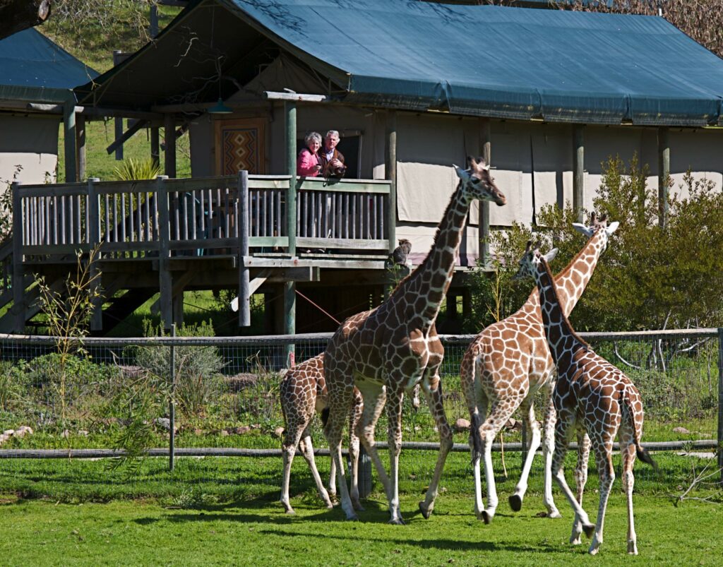 There's more to the view than the landscape at Safari West, where you might see giraffes and the curious giraffes might also see you. (Safari West)