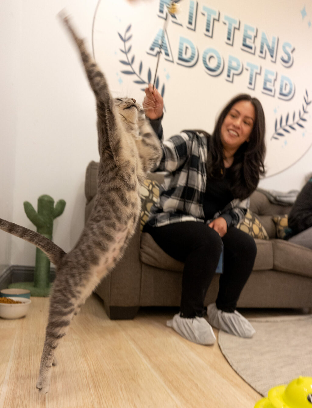 Genesis Torres uses a feather and bell on a wand to play with one of the 20 rescued cats at the Mini Cat Town in the Santa Rosa Plaza mall in Santa Rosa, Monday, May 1, 2023. (John Burgess / The Press Democrat)