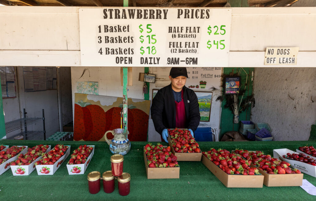 Sonoma County’ strawberry stand