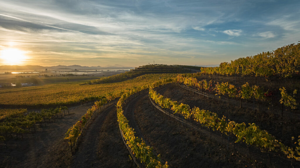 Bouchaine Vineyards