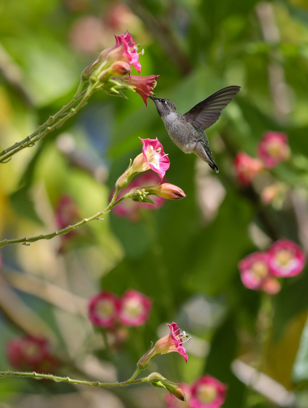 Hummingbird