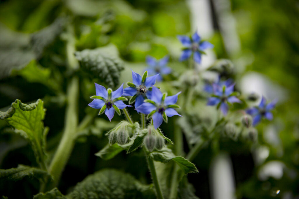 Borage grows at Cardona Farms in Petaluma. Photographed on Wednesday, April 3, 2024. (Crissy Pascual / Petaluma Argus-Courier)