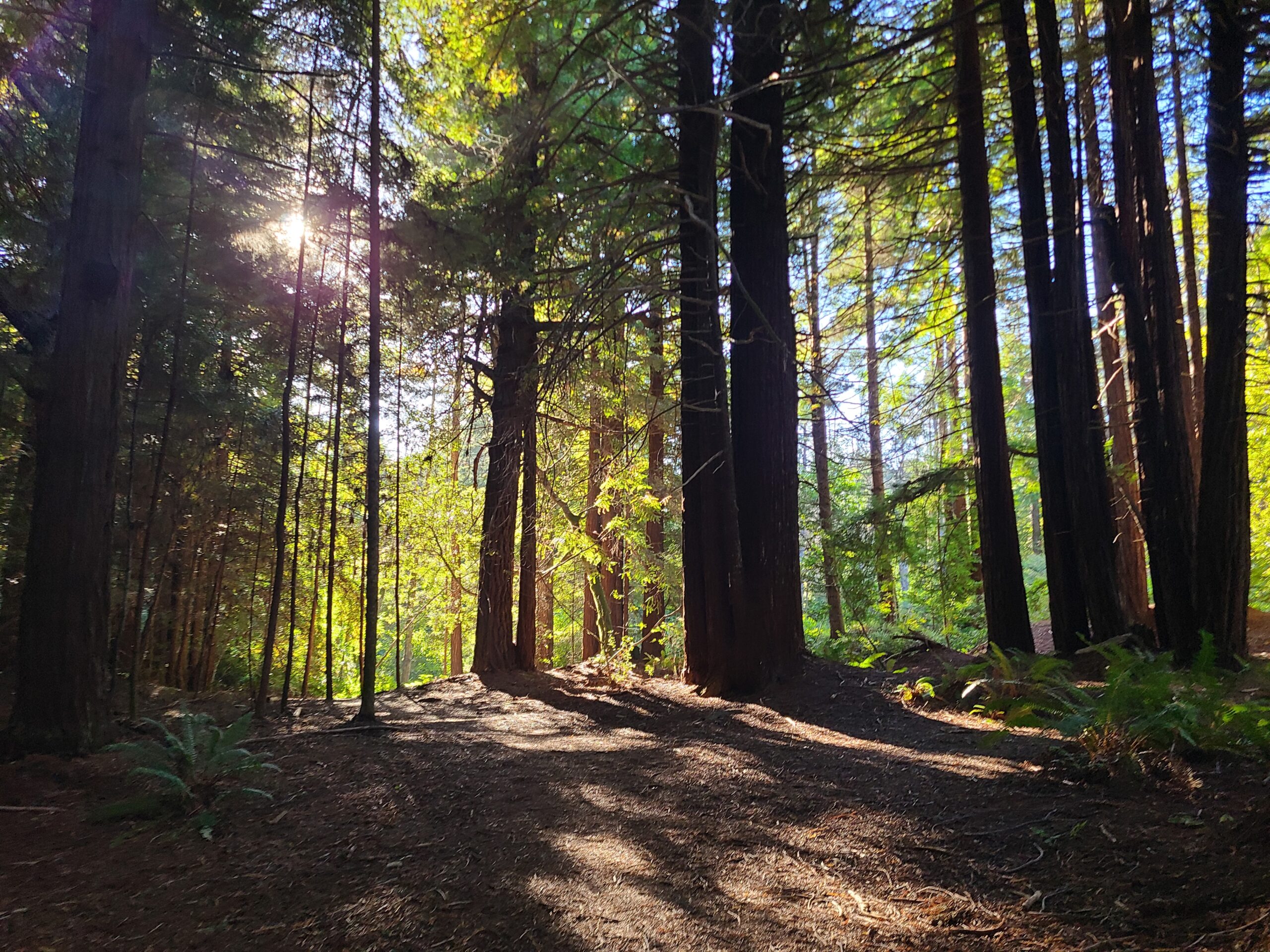 Forest camping