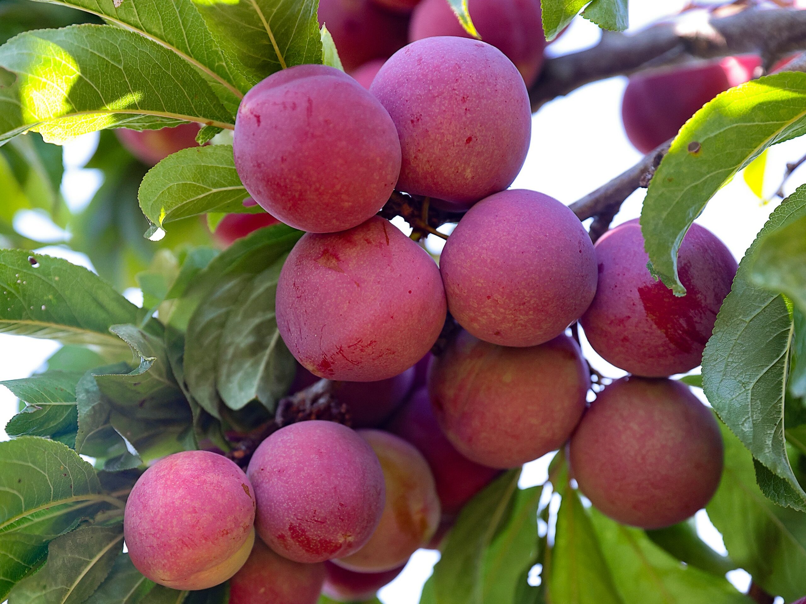 Santa Rosa Plums Soar in This Simple Compote - Sonoma Magazine