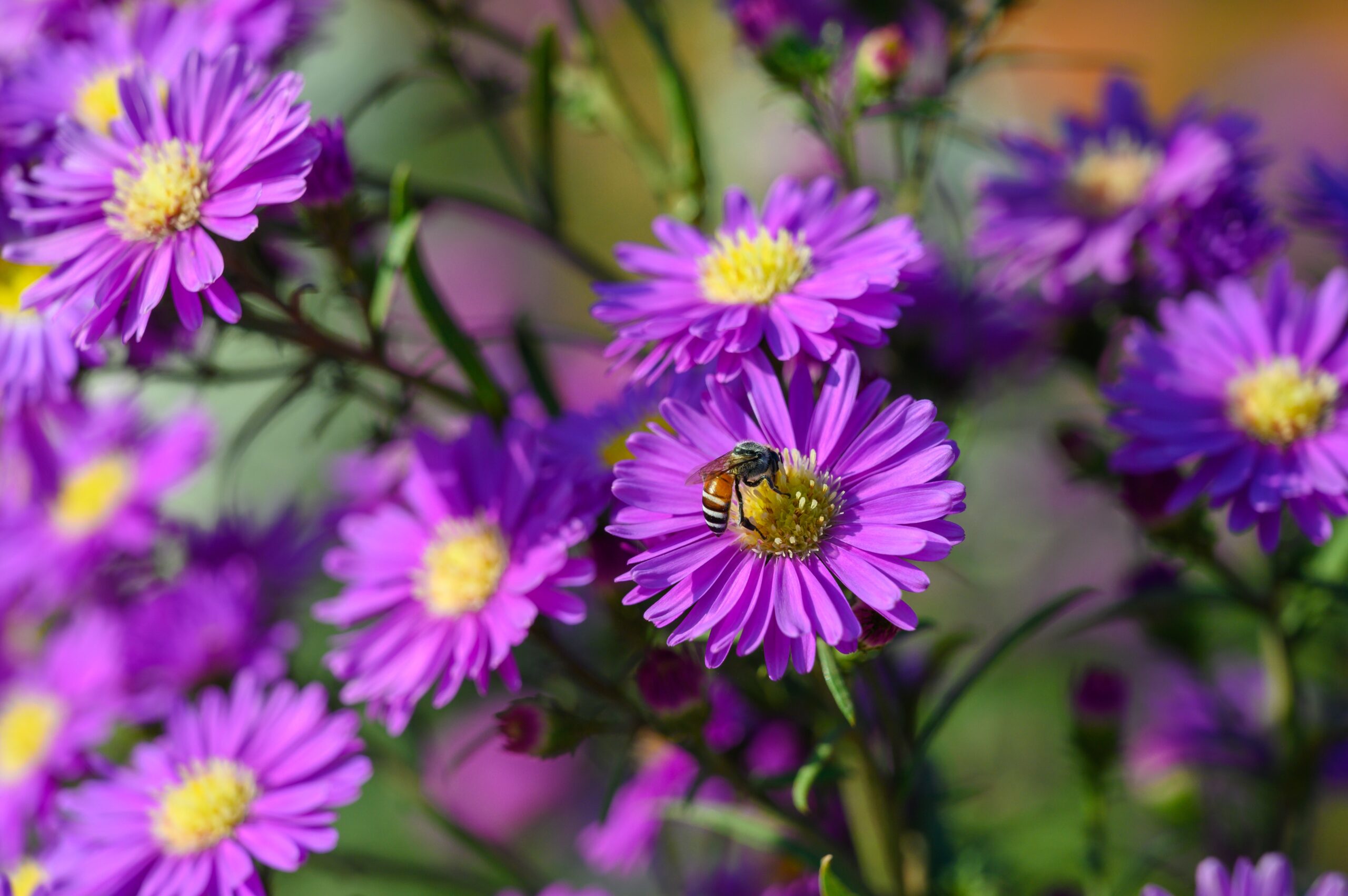 Aster is a late summer flower