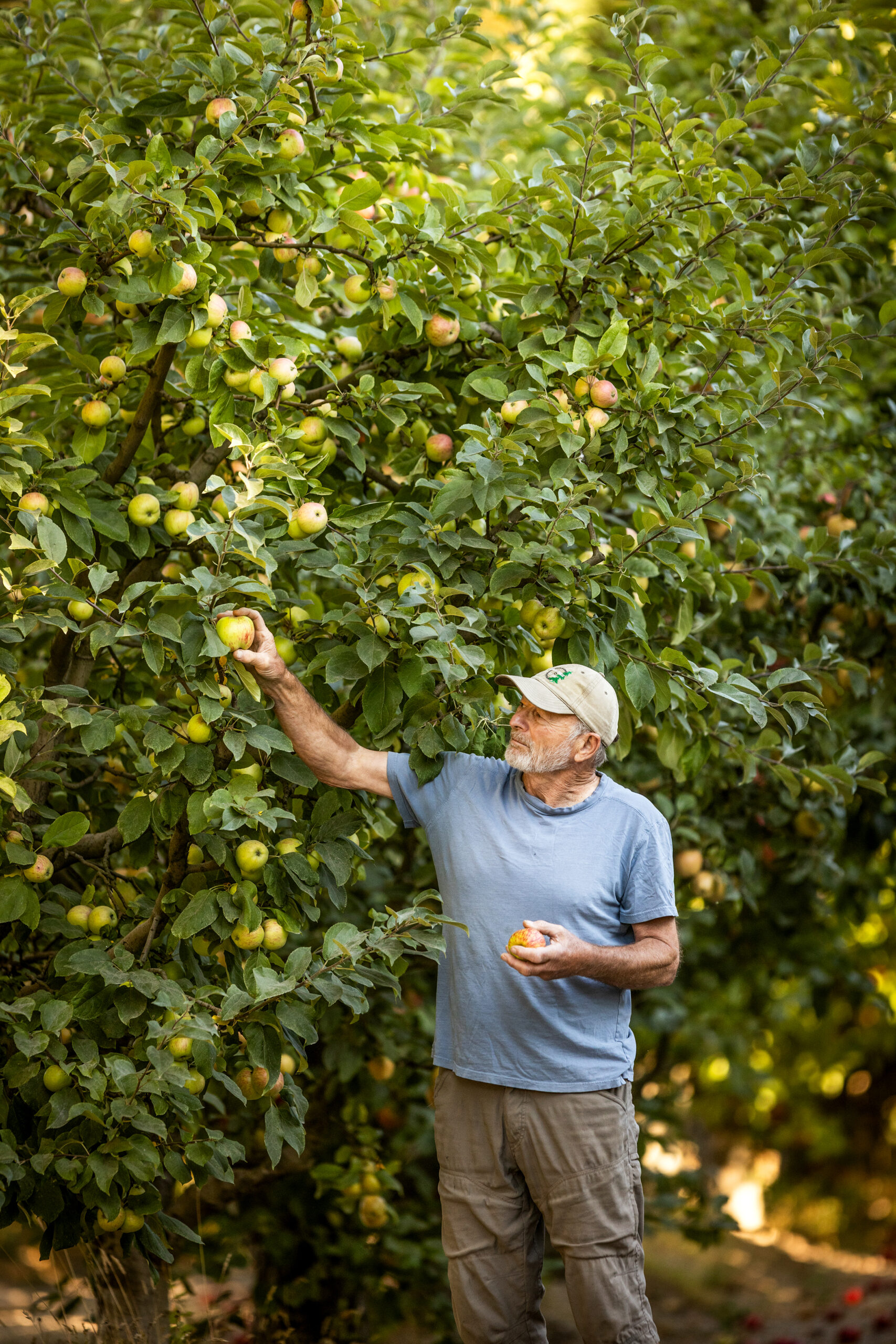 Stan Devoto checks a Graventstein apple tree 