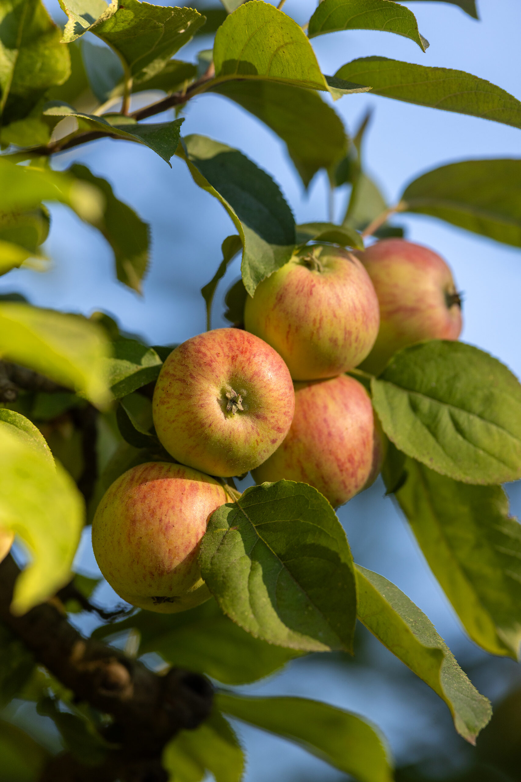 Graventstein apples