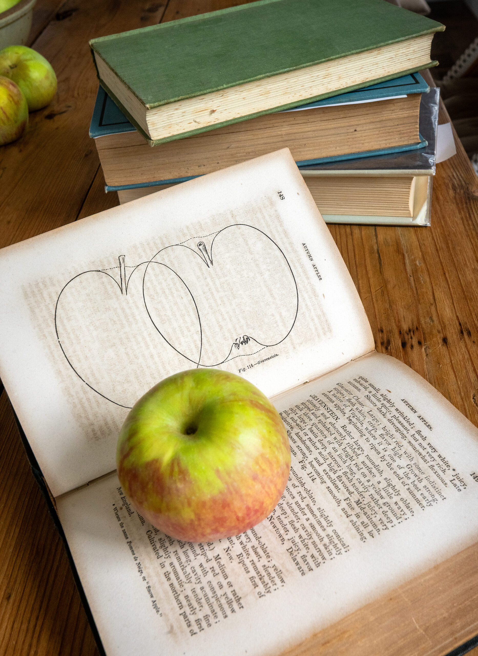 Dan Lehrer, a co-owner of Little Apple Treats, sees the perfect shape of a Sebastopol Gravenstein apple Thursday July 24, 2025 in a line drawing from the book “American Fruit Culturist” published in 1849. (John Burgess / The Press Democrat)