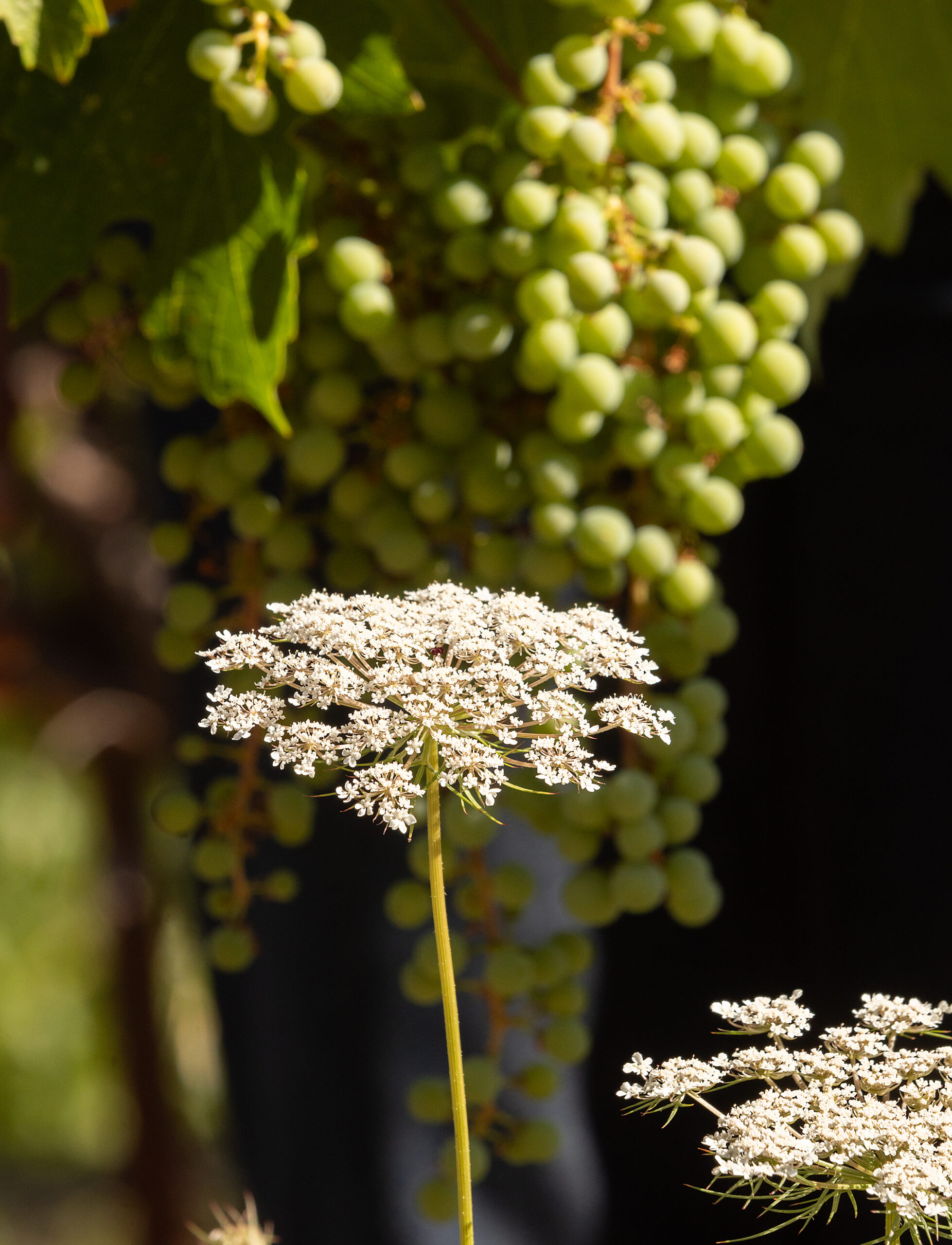 Queen Anne’s lace is a late-summer flower