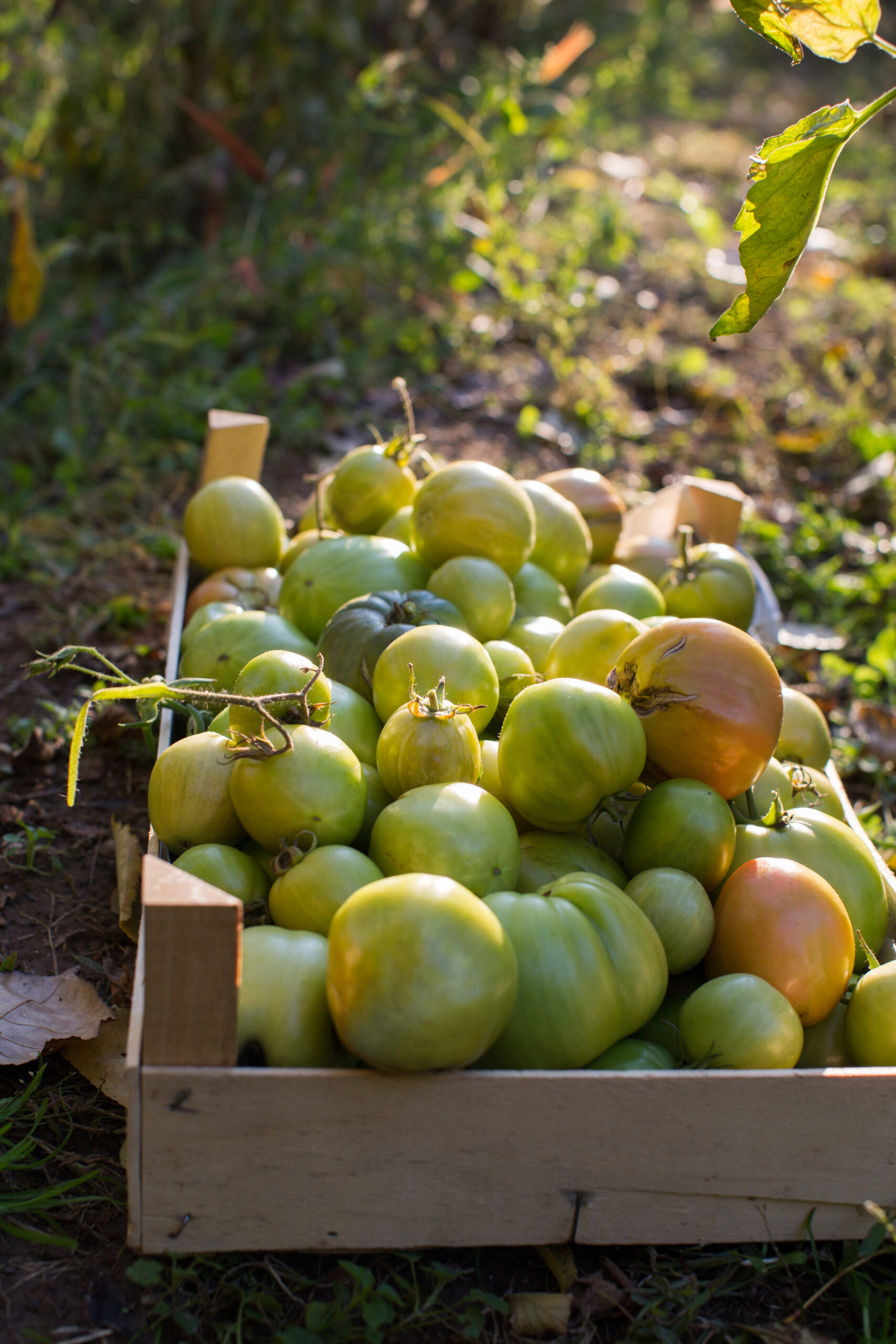 green tomatoes