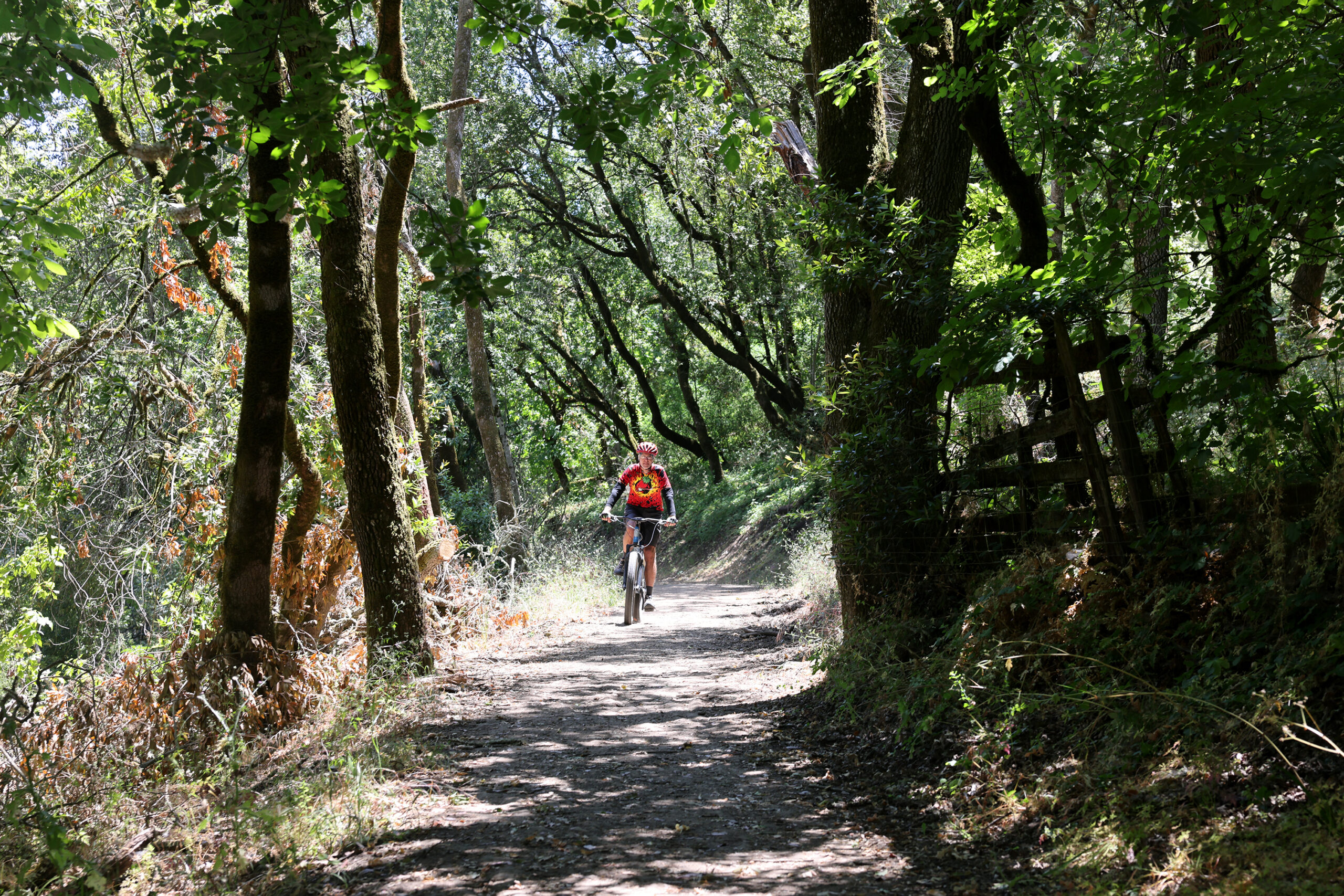 A cyclist pedals along the Lower Colgan Loop Trail at Taylor Mountain Regional Park & Open Space Preserve in Santa Rosa Tuesday, June 10, 2025. (Beth Schlanker / The Press Democrat)