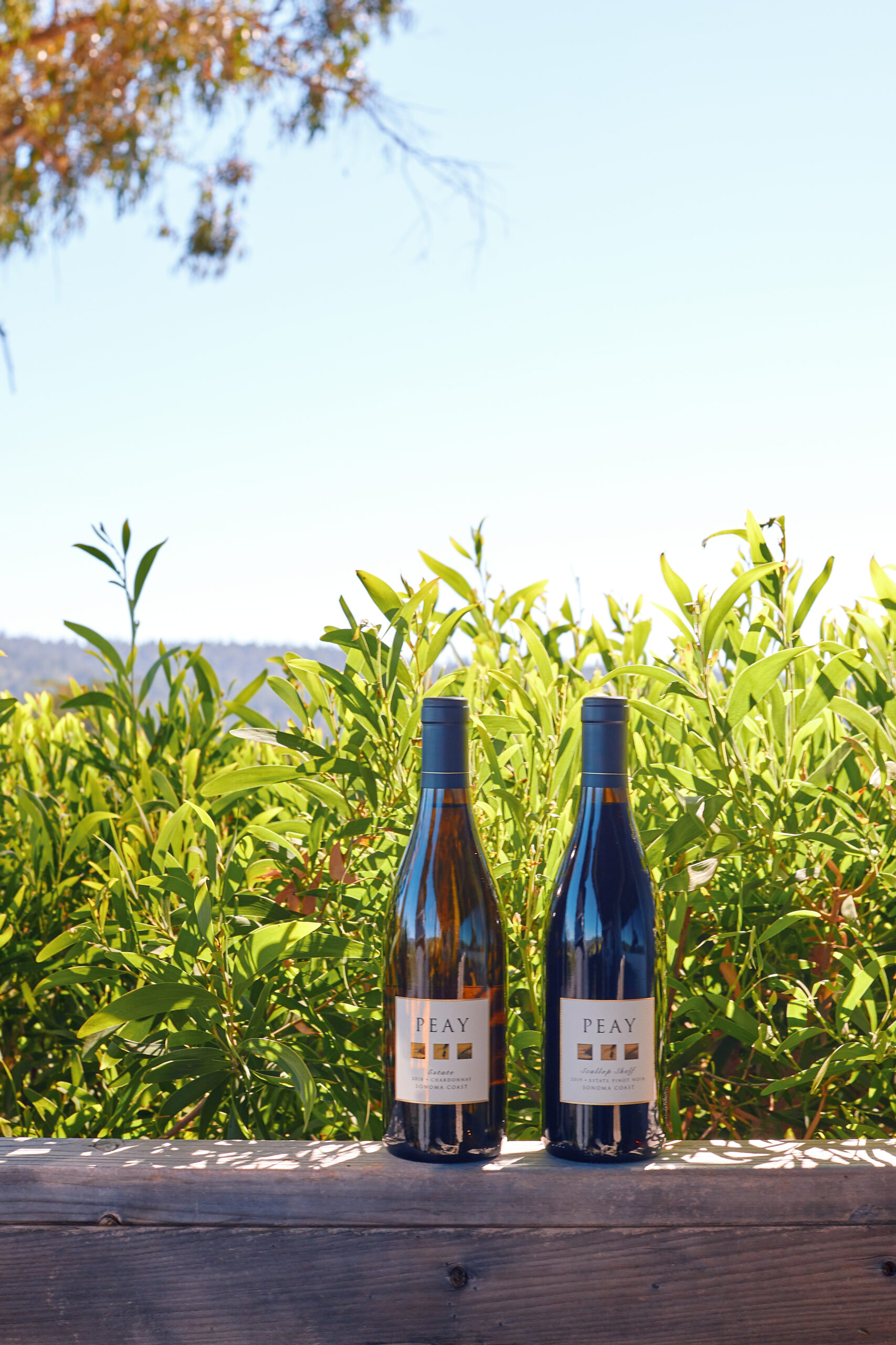 Peay Vineyards near the Sonoma Coast