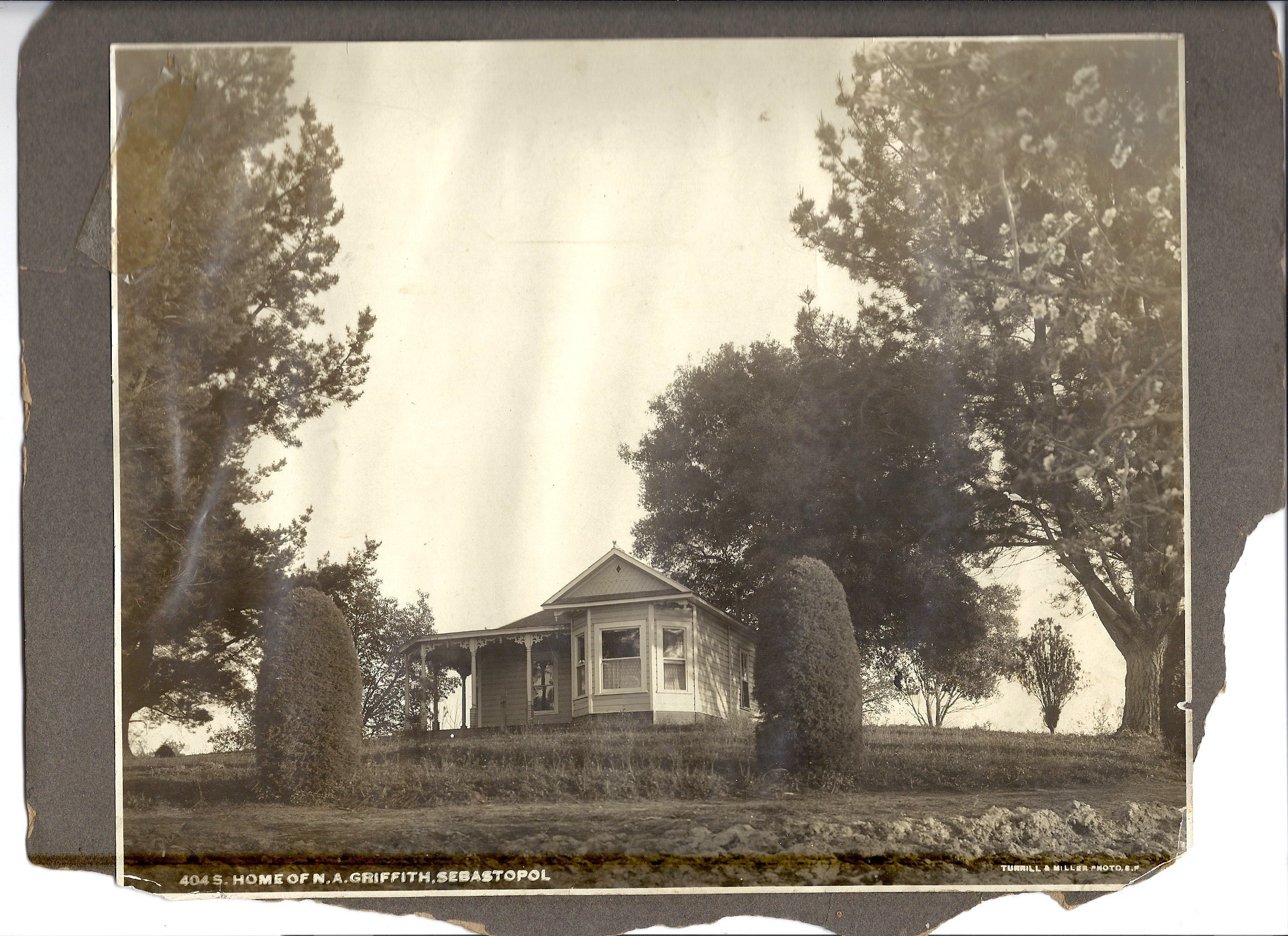 The home of Nathaniel Griffith off Laguna Road in Sebastopol. The house was burned and no longer exists. Griffith was an apple farmer who introduced the Gravenstein apple to the Sebastopol area at Vine Hill in 1890. (Western Sonoma County Historical Society)