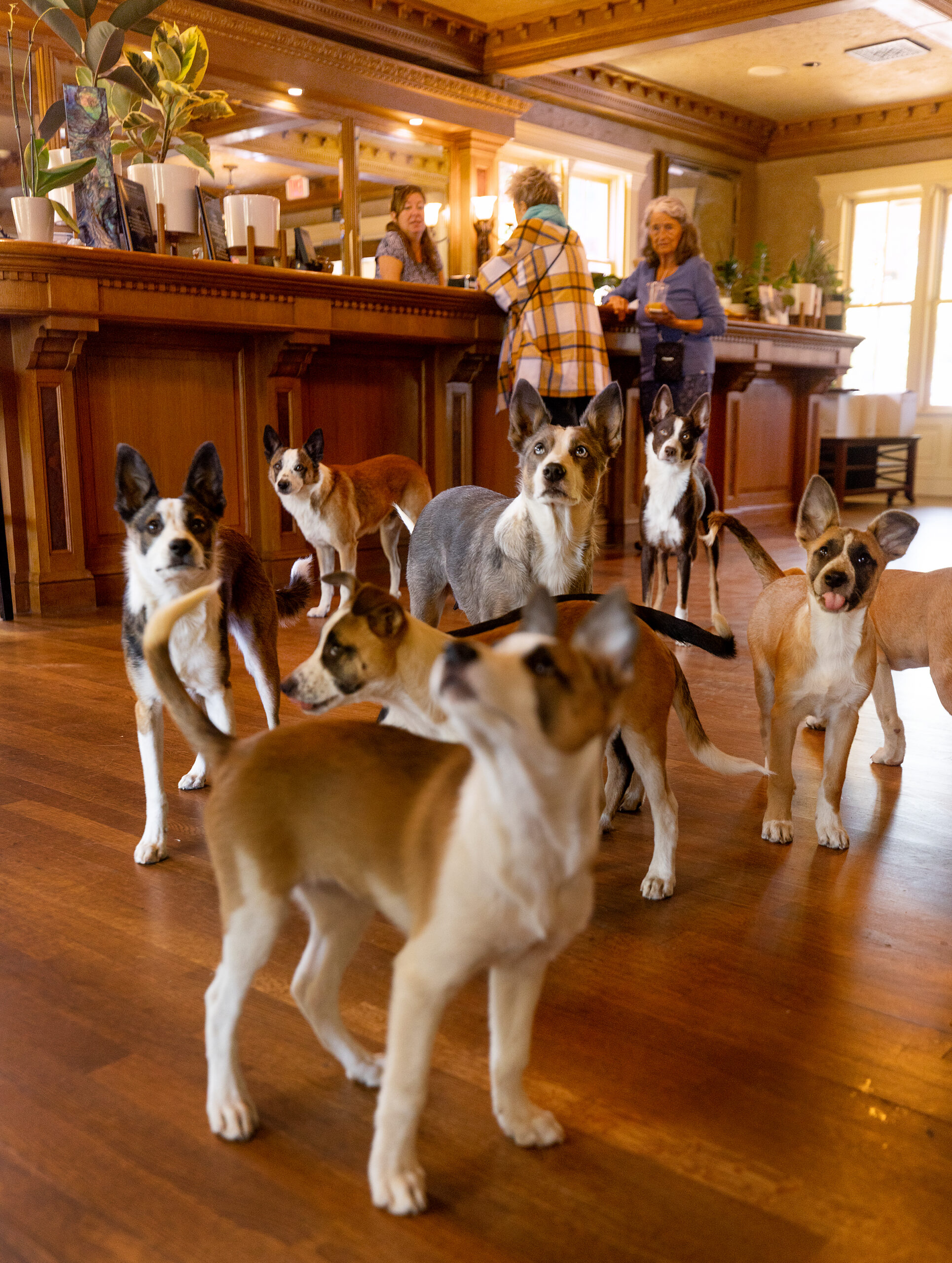 Bee Hunter Wines dogs