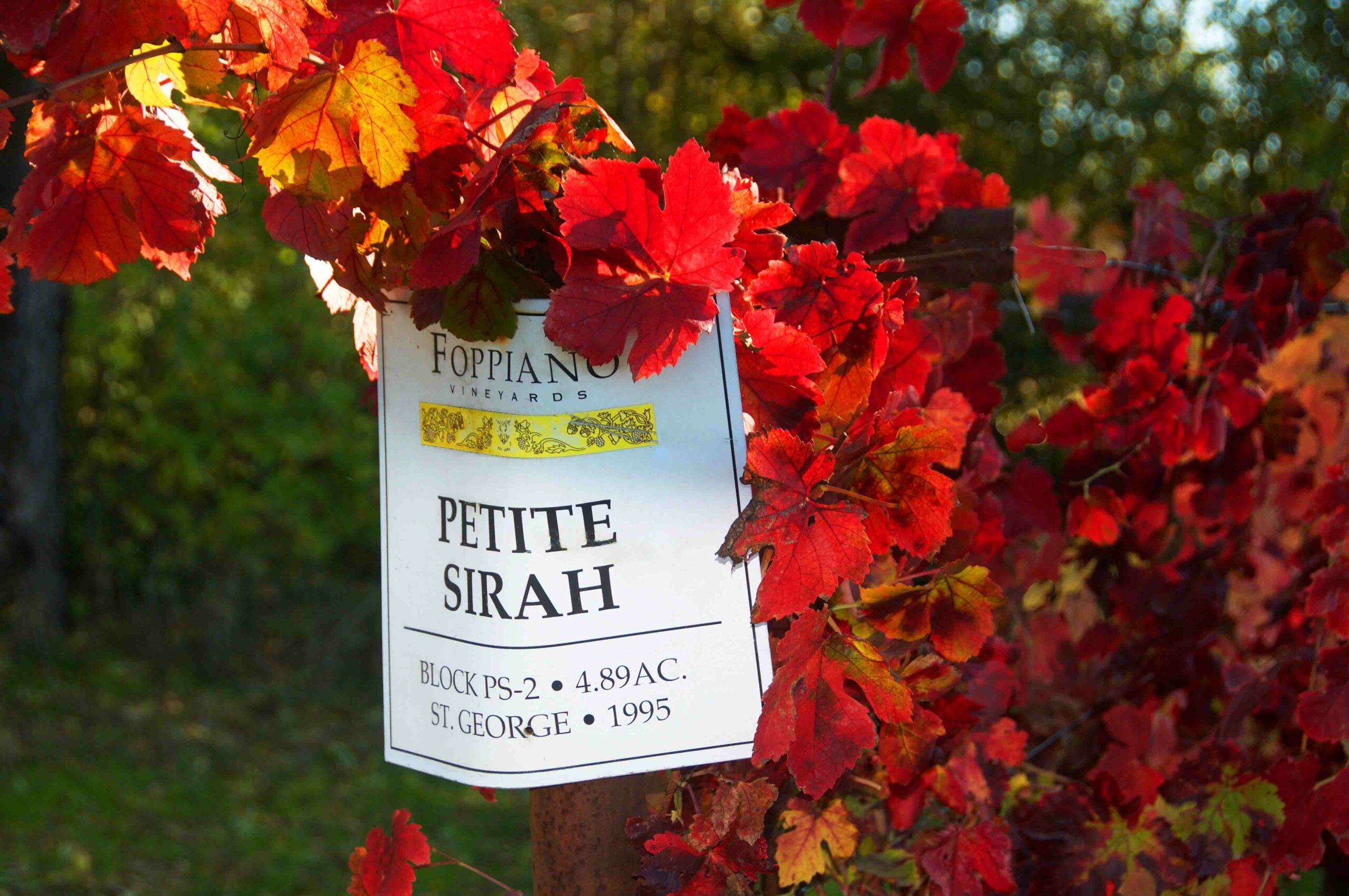 Petite Sirah vineyards at Foppiano Vineyards in Healdsburg. (Sonoma County Tourism)