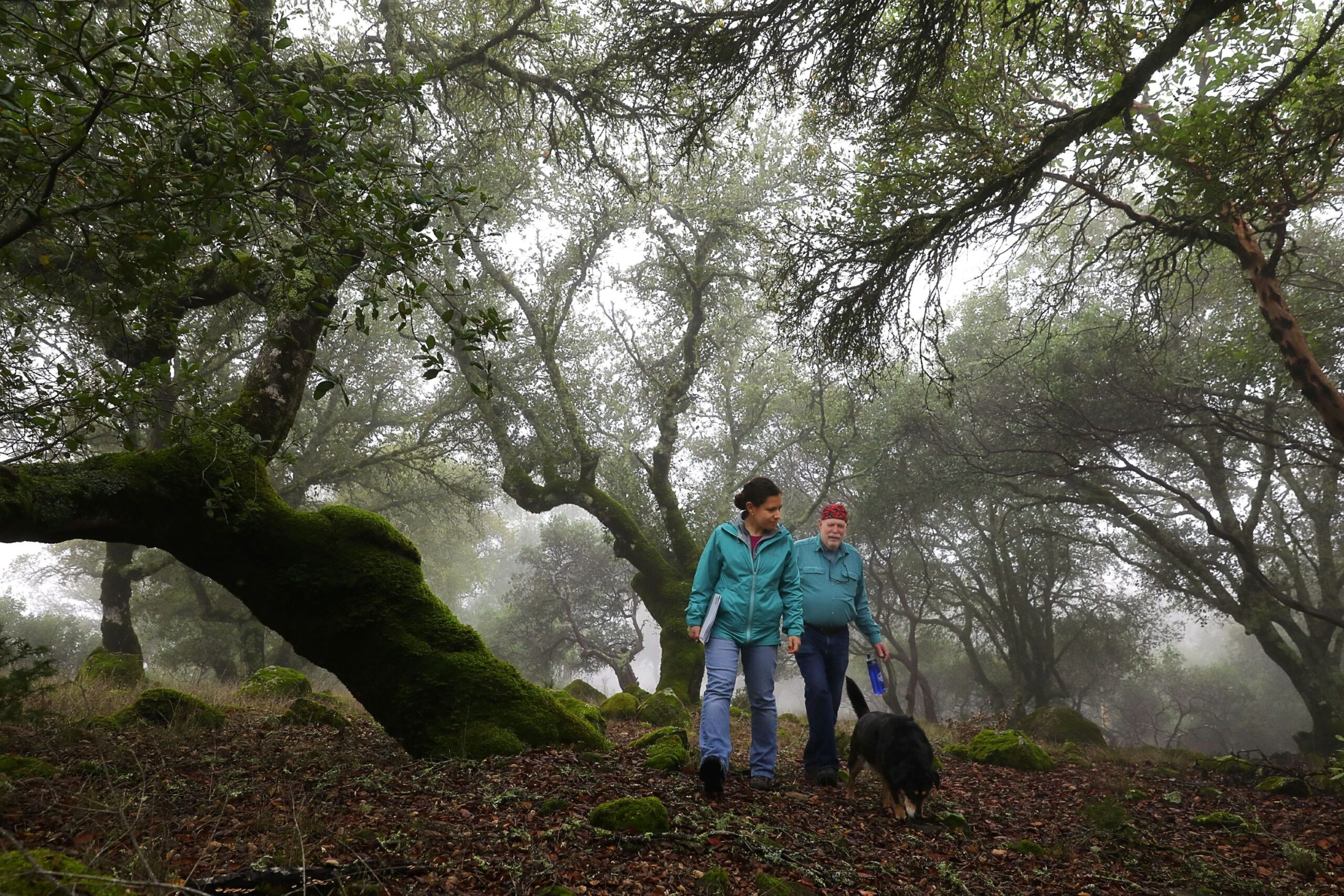 Sonoma Land Trust land acquisition program manager Ariel Patashnik, left, and landowner Ray Krauss, with his dog Darla, walk along his upper Mark West watershed property, near Santa Rosa on Thursday, December 20, 2018. Krauss has granted Sonoma Land Trust a conservation easement that will permanently protect the 60-acre property in the foothills of the Mayacamas Mountains. (Christopher Chung / The Press Democrat)