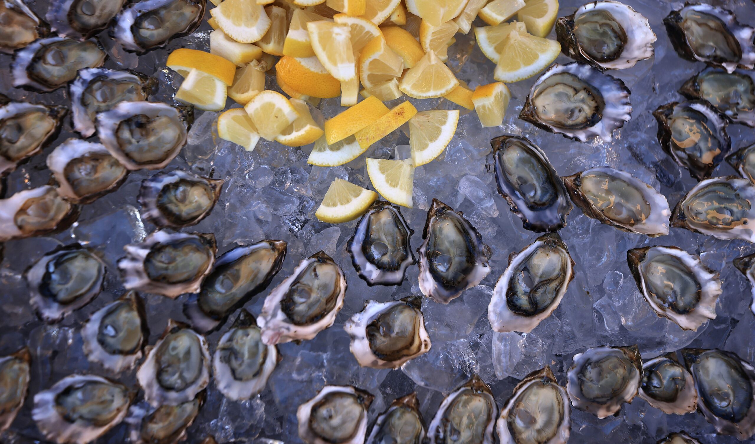 Hog Island Oysters on the half shell were served during a memorial for John Ash at Vinarosa Resort and Spa in Santa Rosa, Saturday, Nov. 1, 2025. (Kent Porter / The Press Democrat)