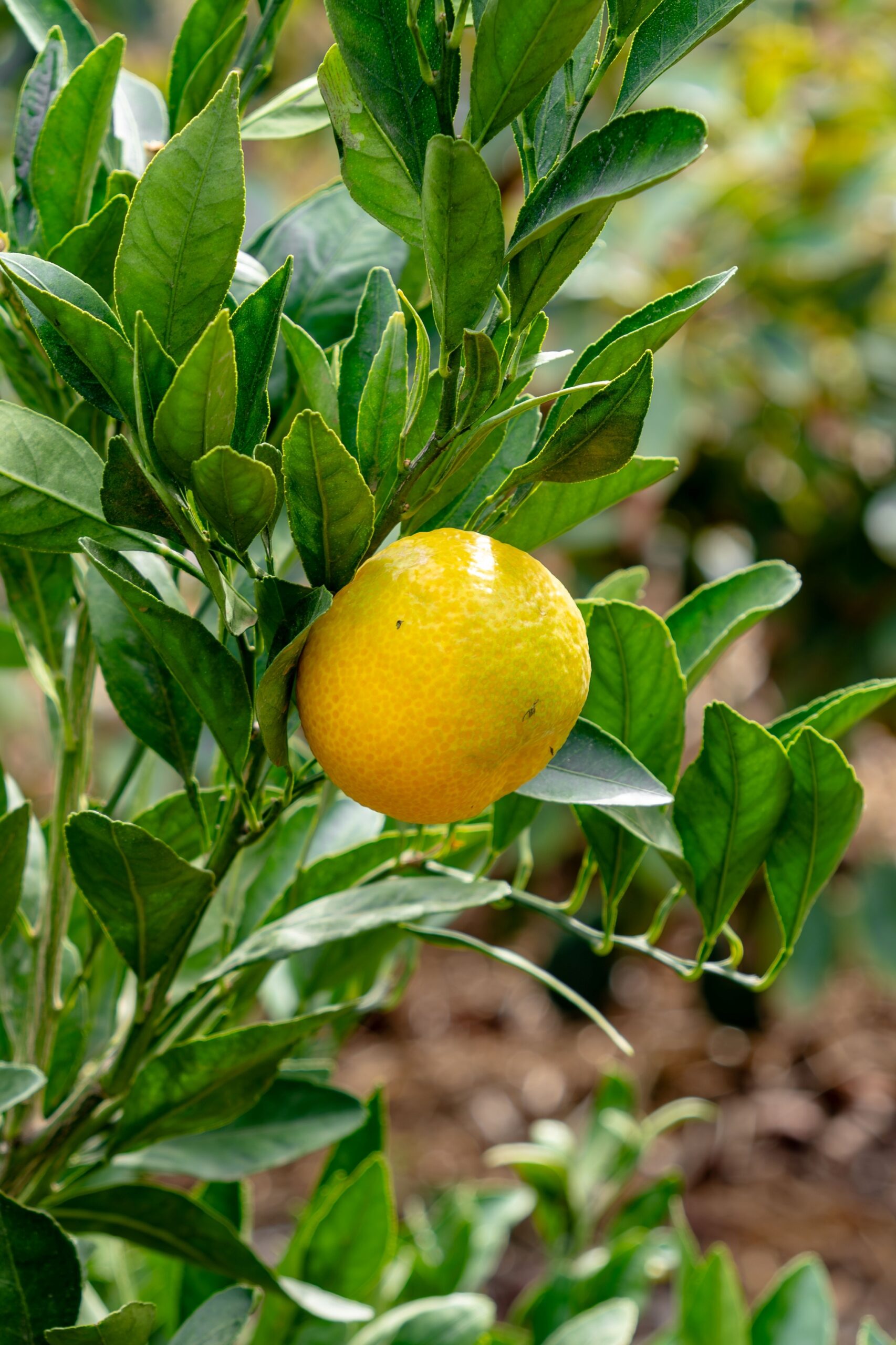 Oro Blanco grapefruit