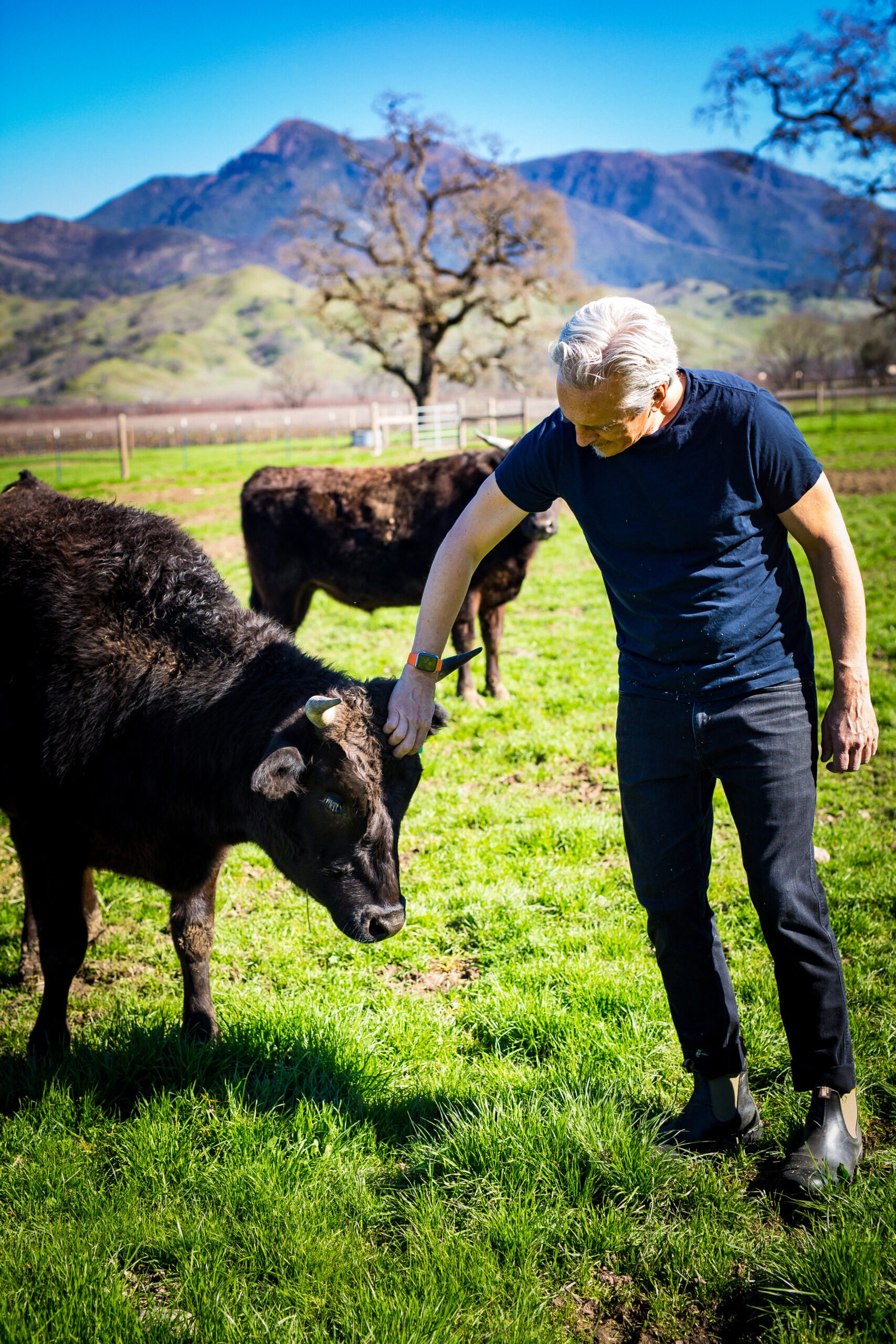 Adam Gordon walks the pasture on his ranch at the base of Mount St. Helena in Knights Valley. The herd of 100% Japanese Wagyu cattle are grass fed but get supplemental feed during the dry summer months. (John Troxell)